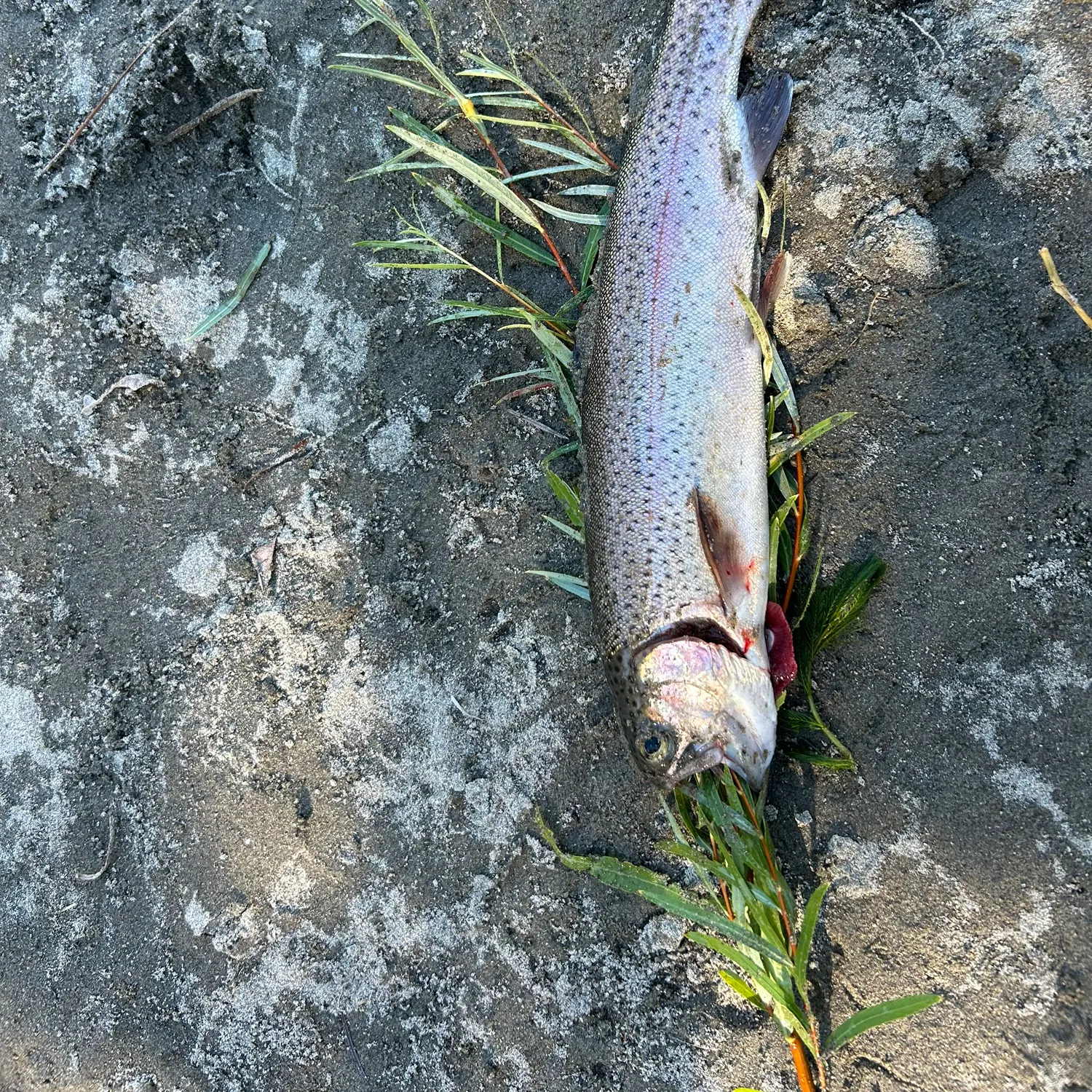 Rainbow trout caught on Fishbrain