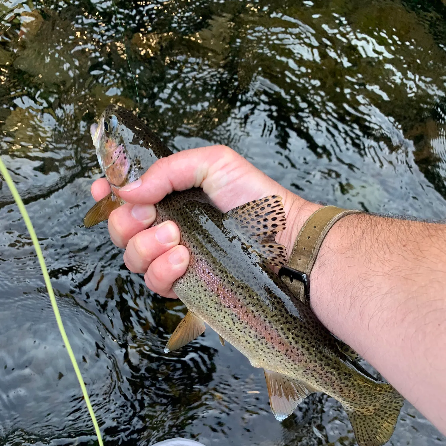 recently logged catches