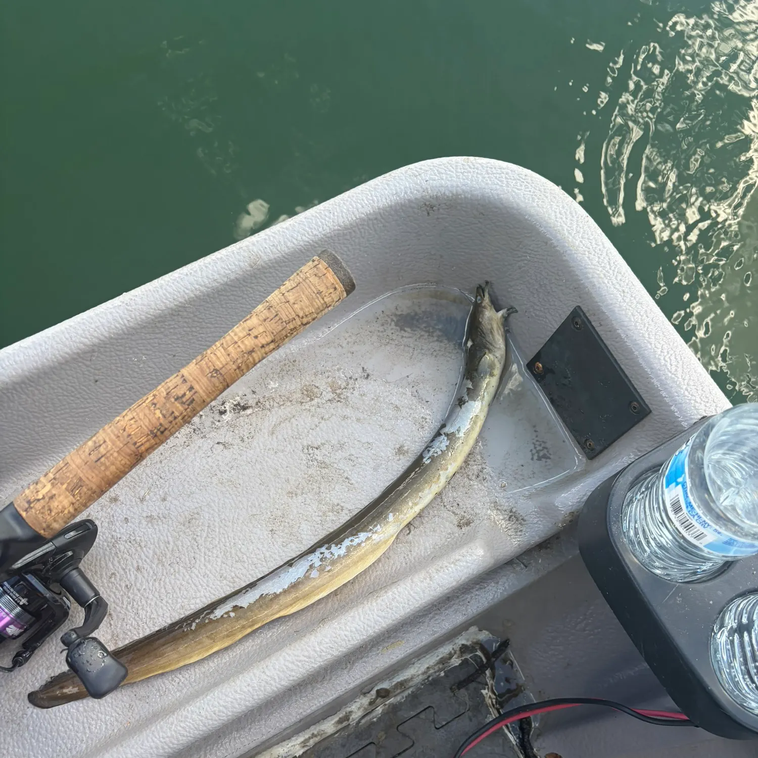 American eel caught on Fishbrain