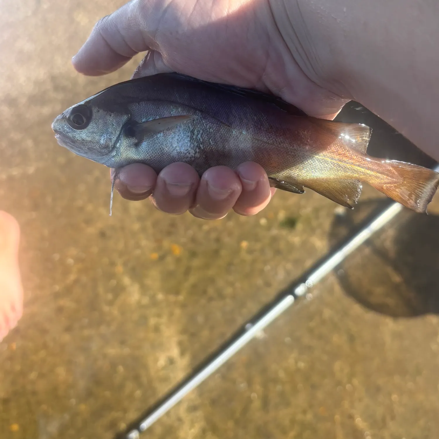 Fish caught on Fishbrain