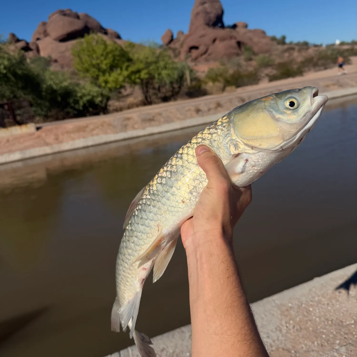 Grass carp caught on Fishbrain