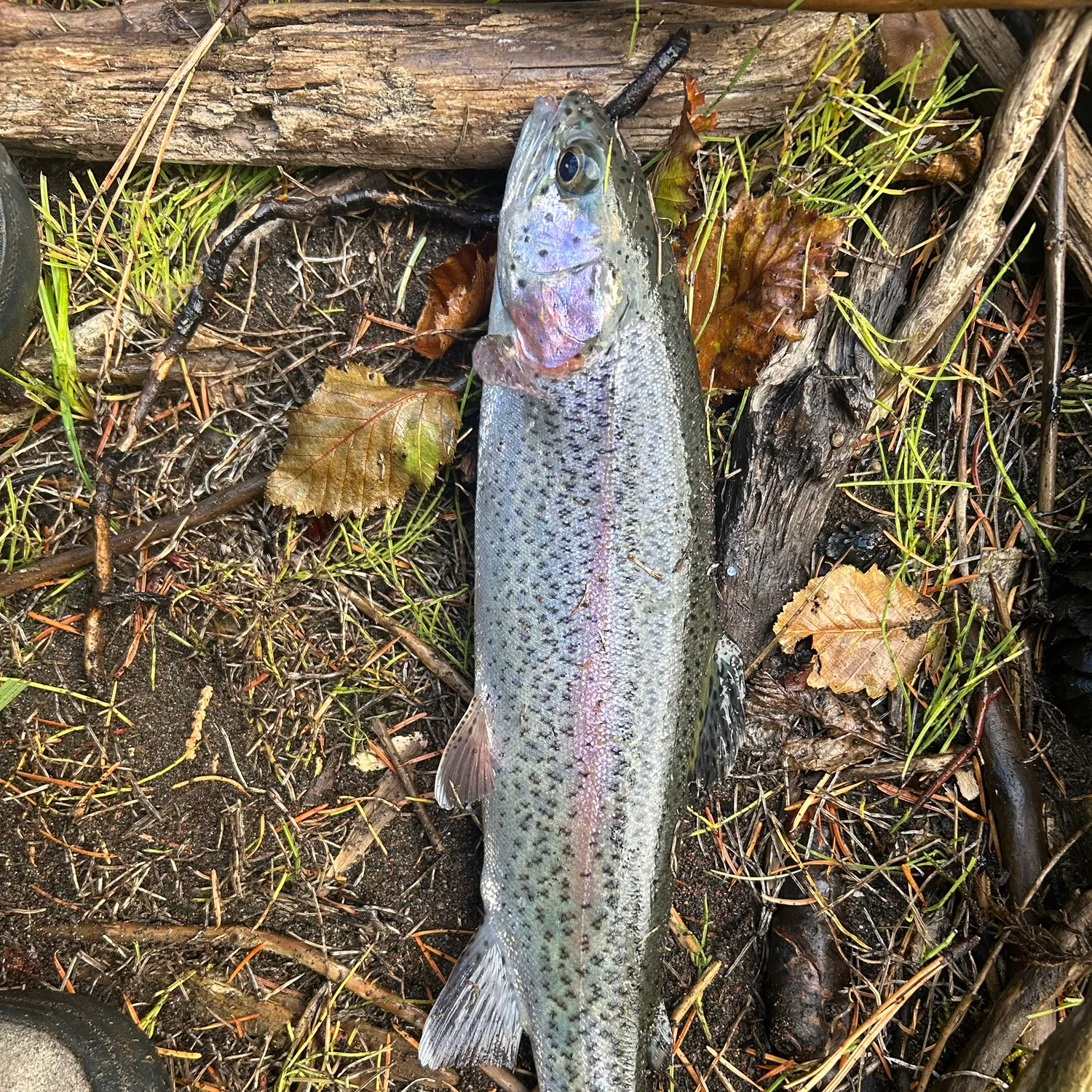 Rainbow trout caught on Fishbrain