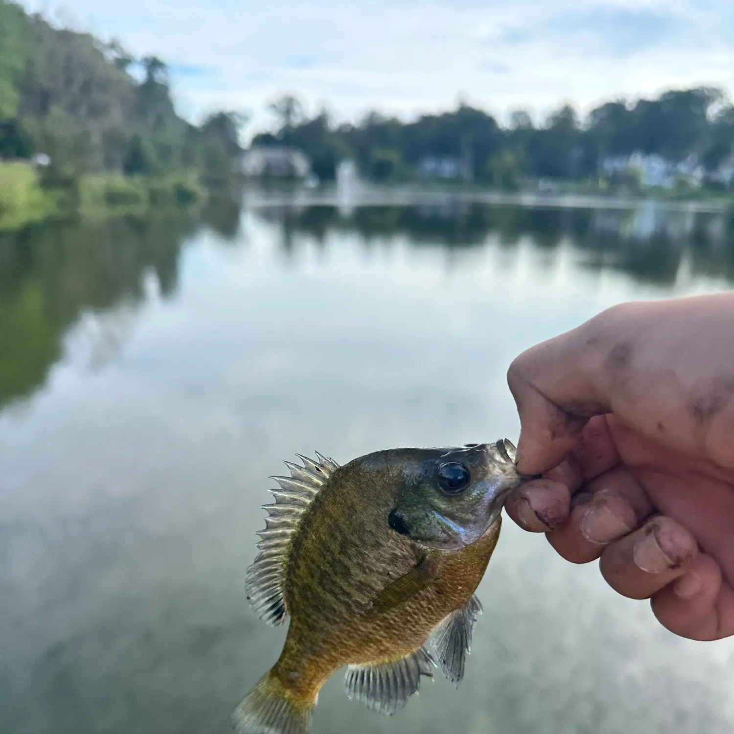 Bluegill caught on Fishbrain