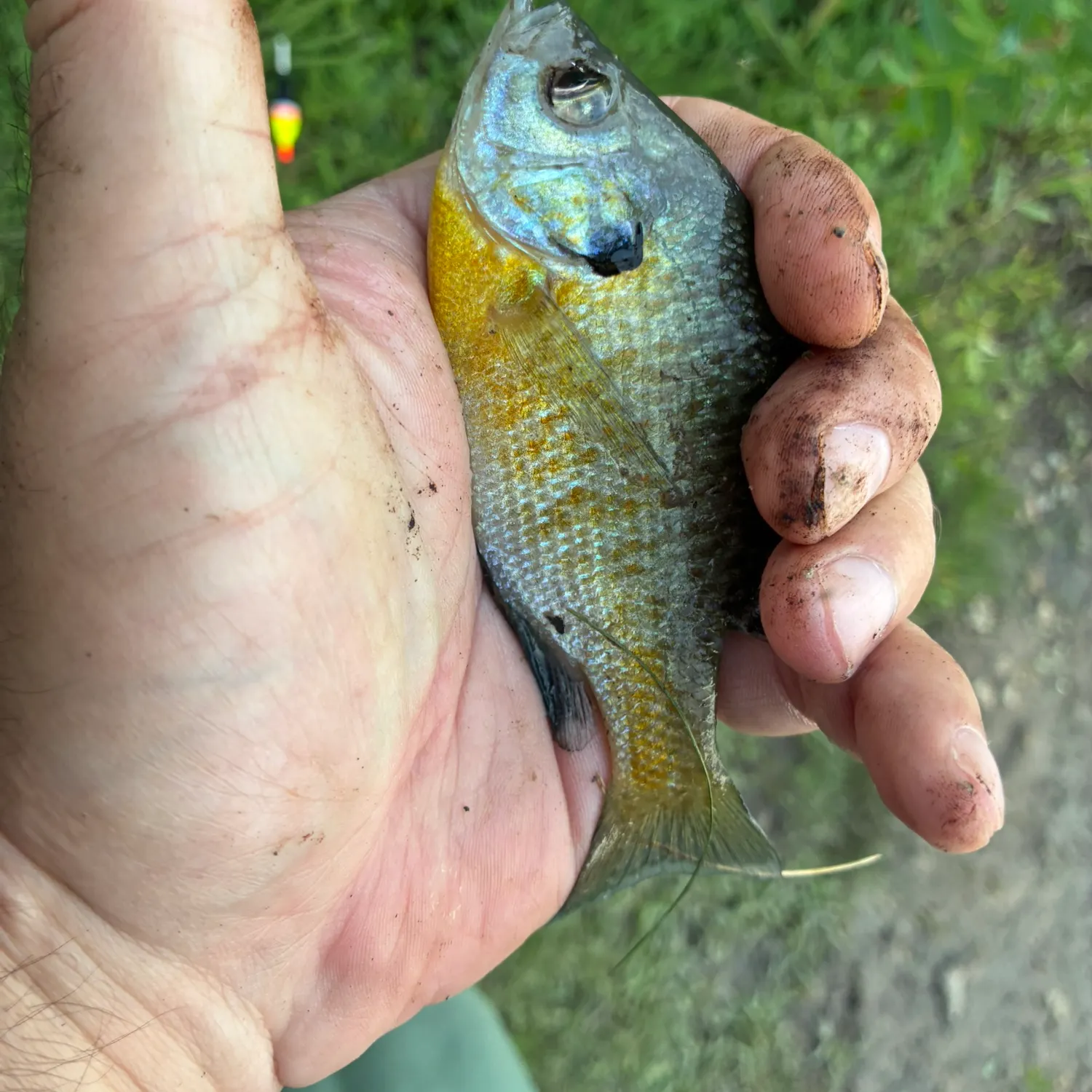 Bluegill caught on Fishbrain