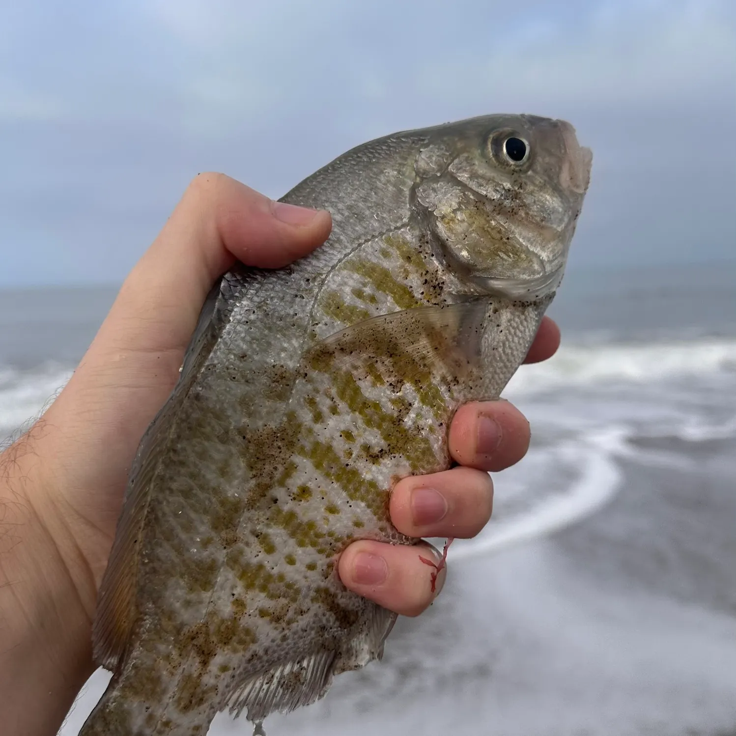 Barred surfperch caught on Fishbrain