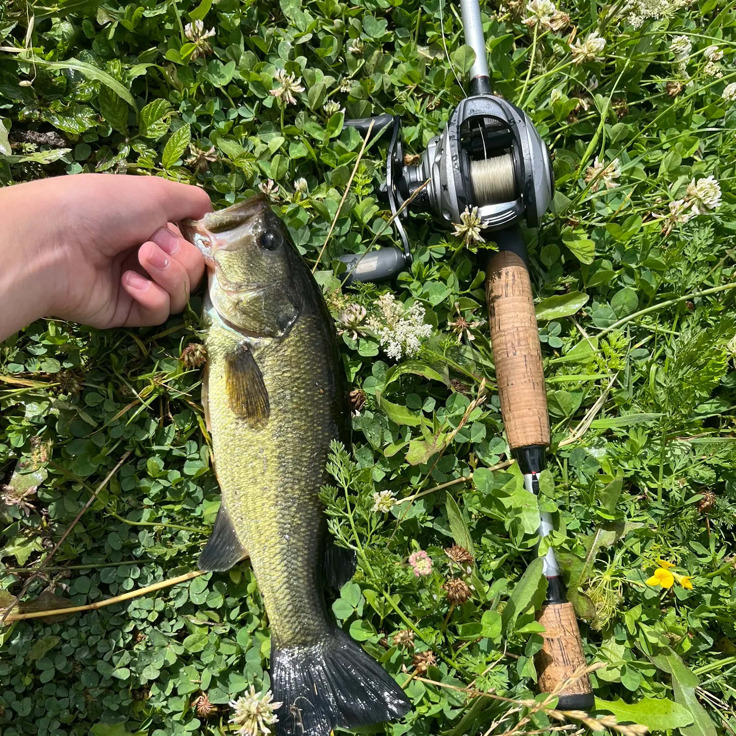 Largemouth bass caught on Fishbrain