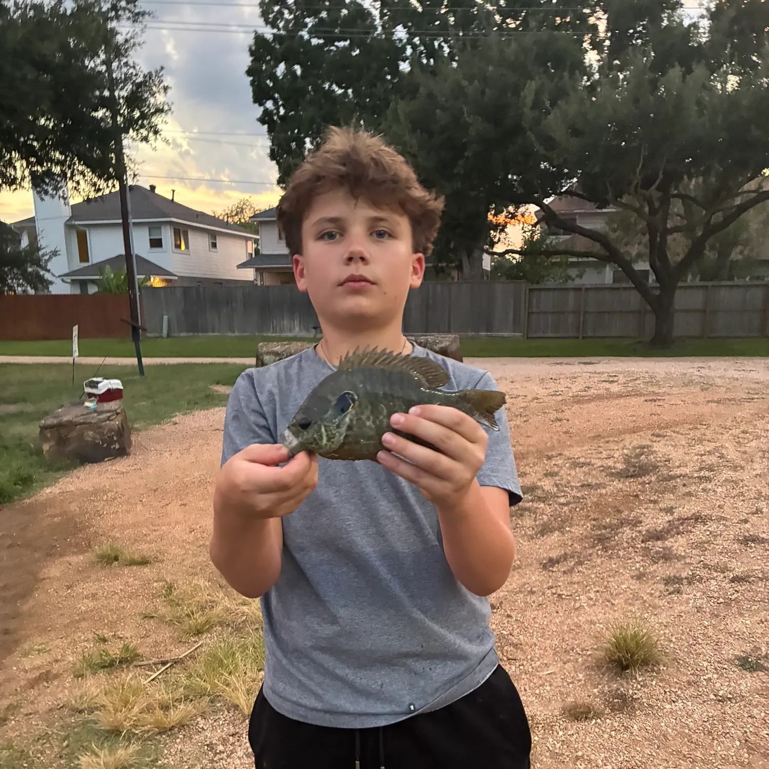 Greengill hybrid caught on Fishbrain