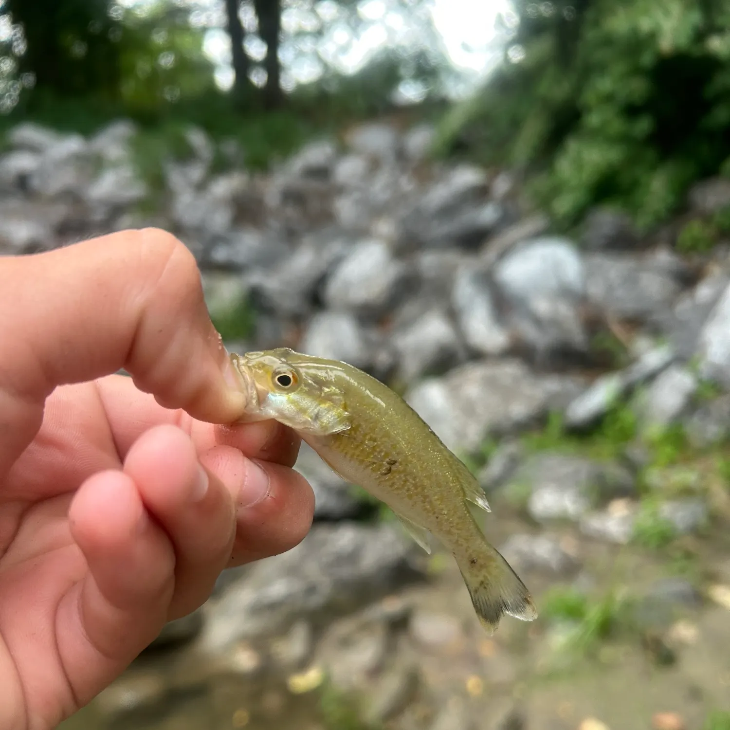 Smallmouth bass caught on Fishbrain