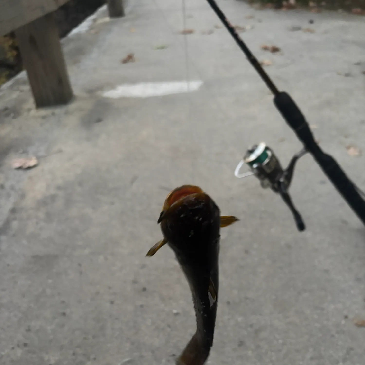 Yellow bullhead caught on Fishbrain