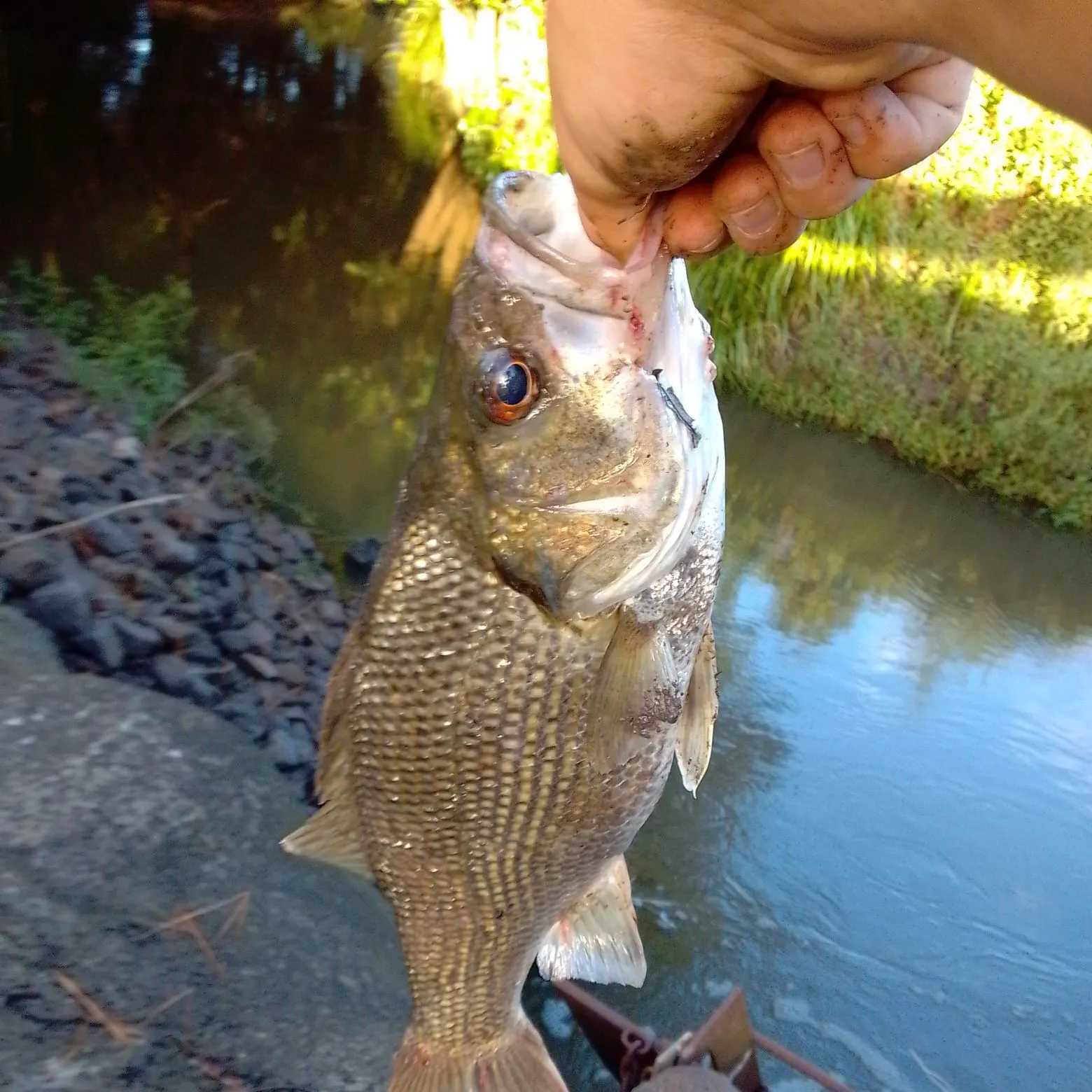 The most recent Australian bass catches on Fishbrain