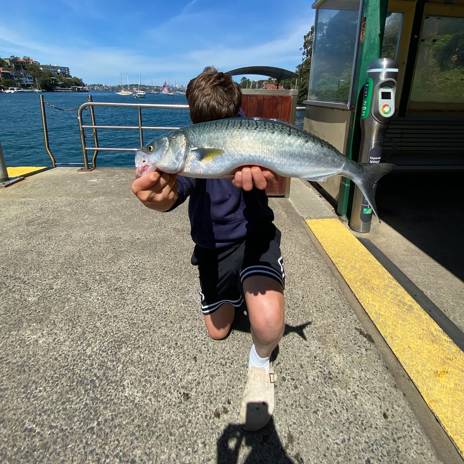 Eastern Australian salmon caught on Fishbrain