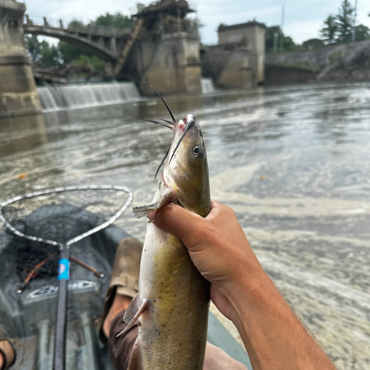 Channel catfish caught on Fishbrain