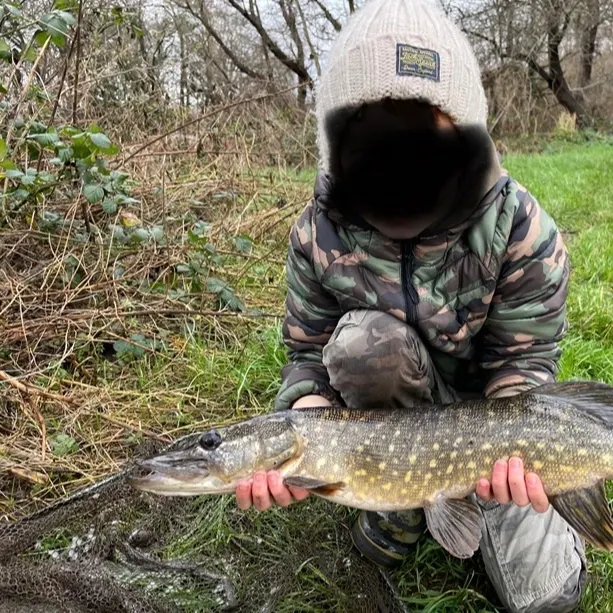 Northern pike caught on Fishbrain