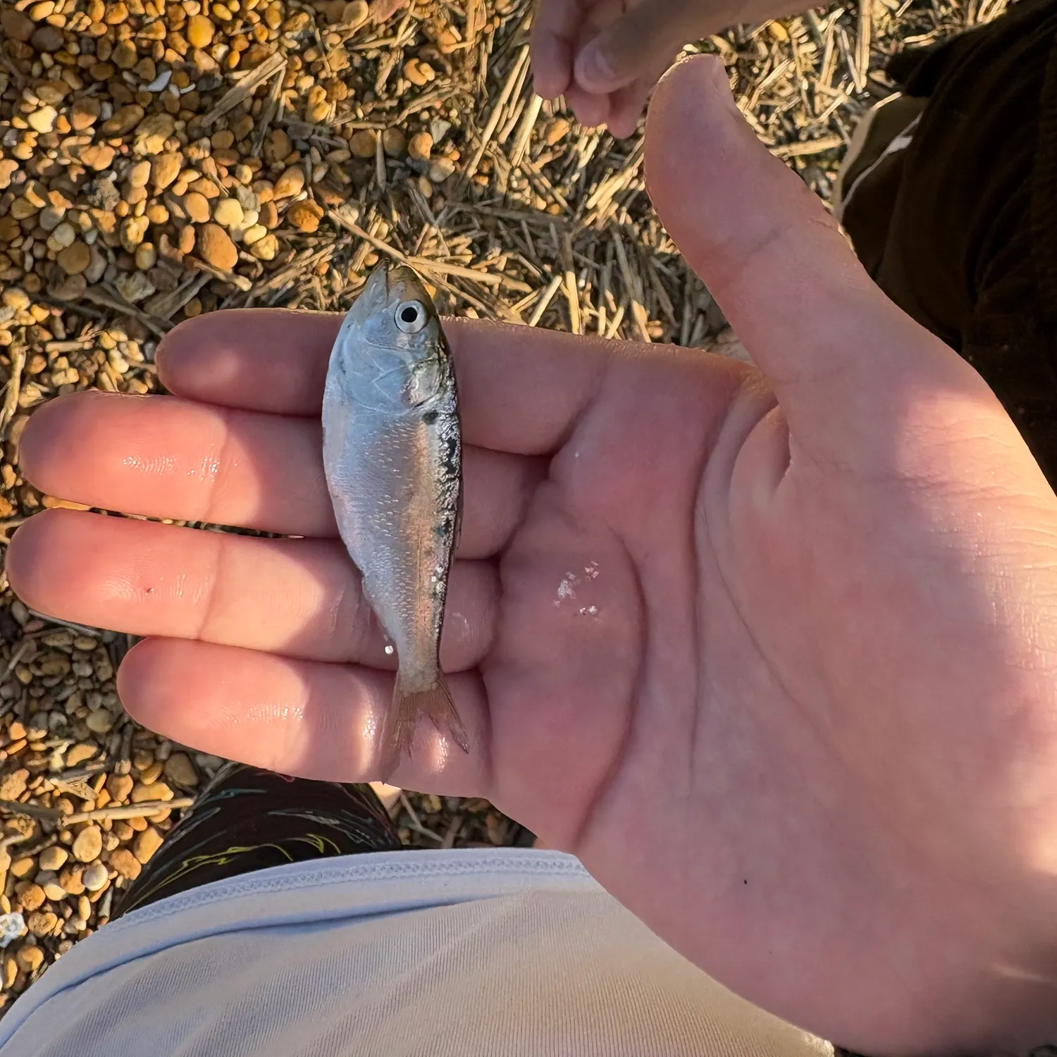 The most recent Gulf menhaden catches on Fishbrain