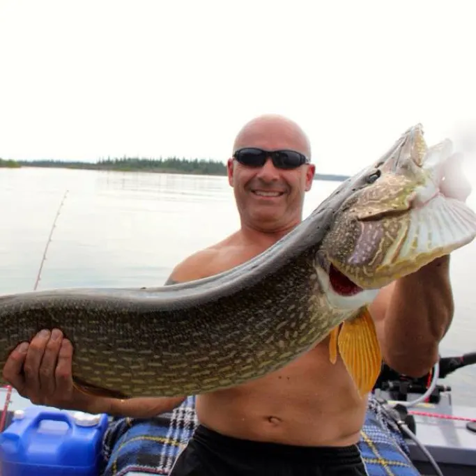 Northern pike caught on Fishbrain