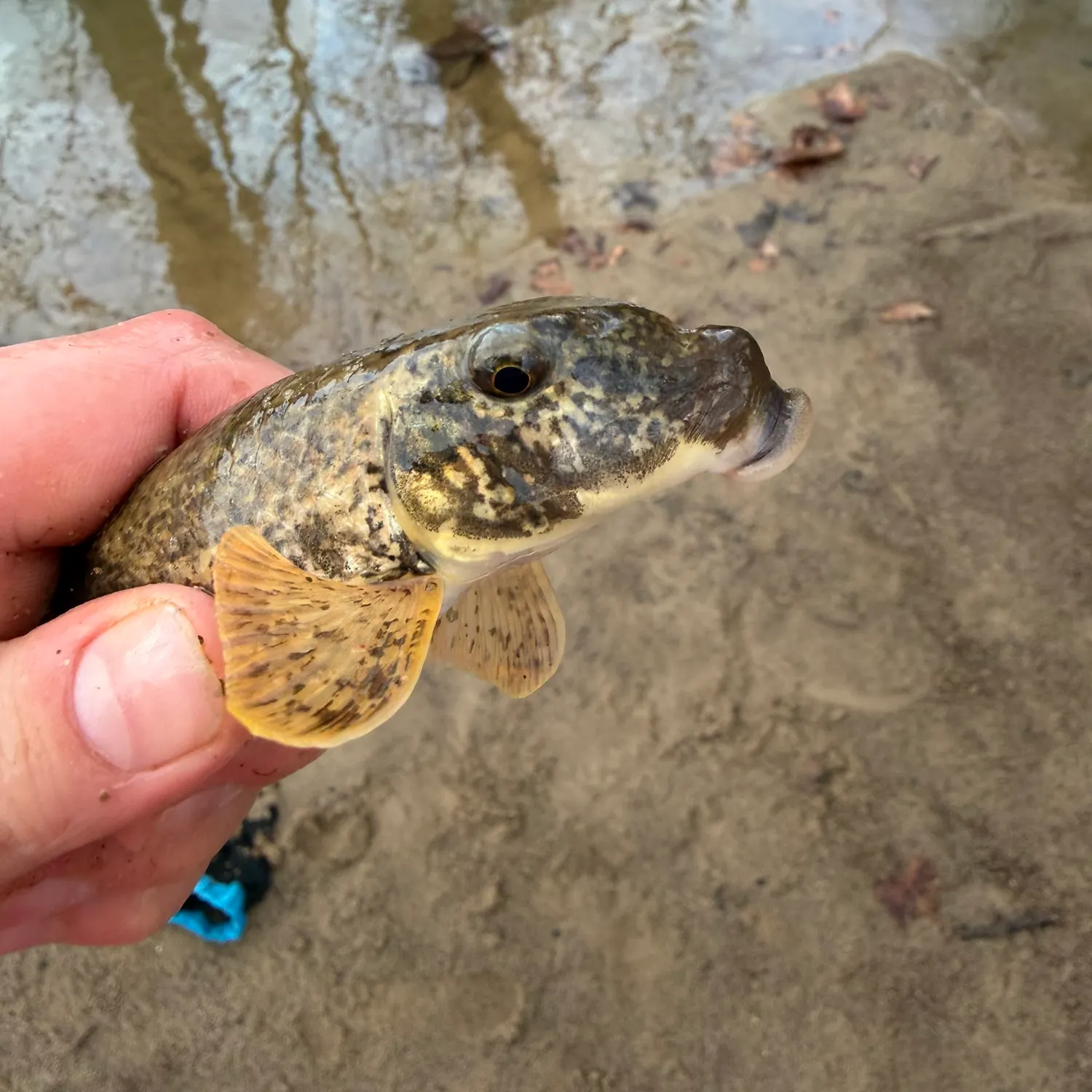 The most recent White sucker catches on Fishbrain