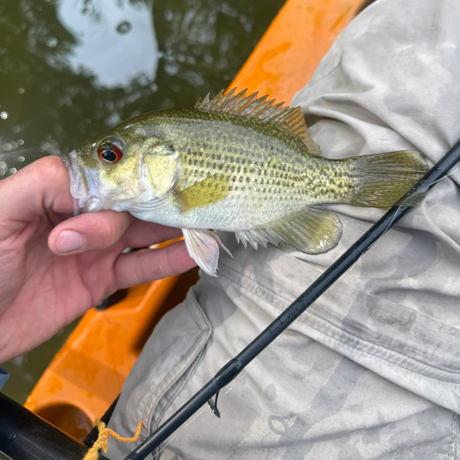 Rock bass caught on Fishbrain