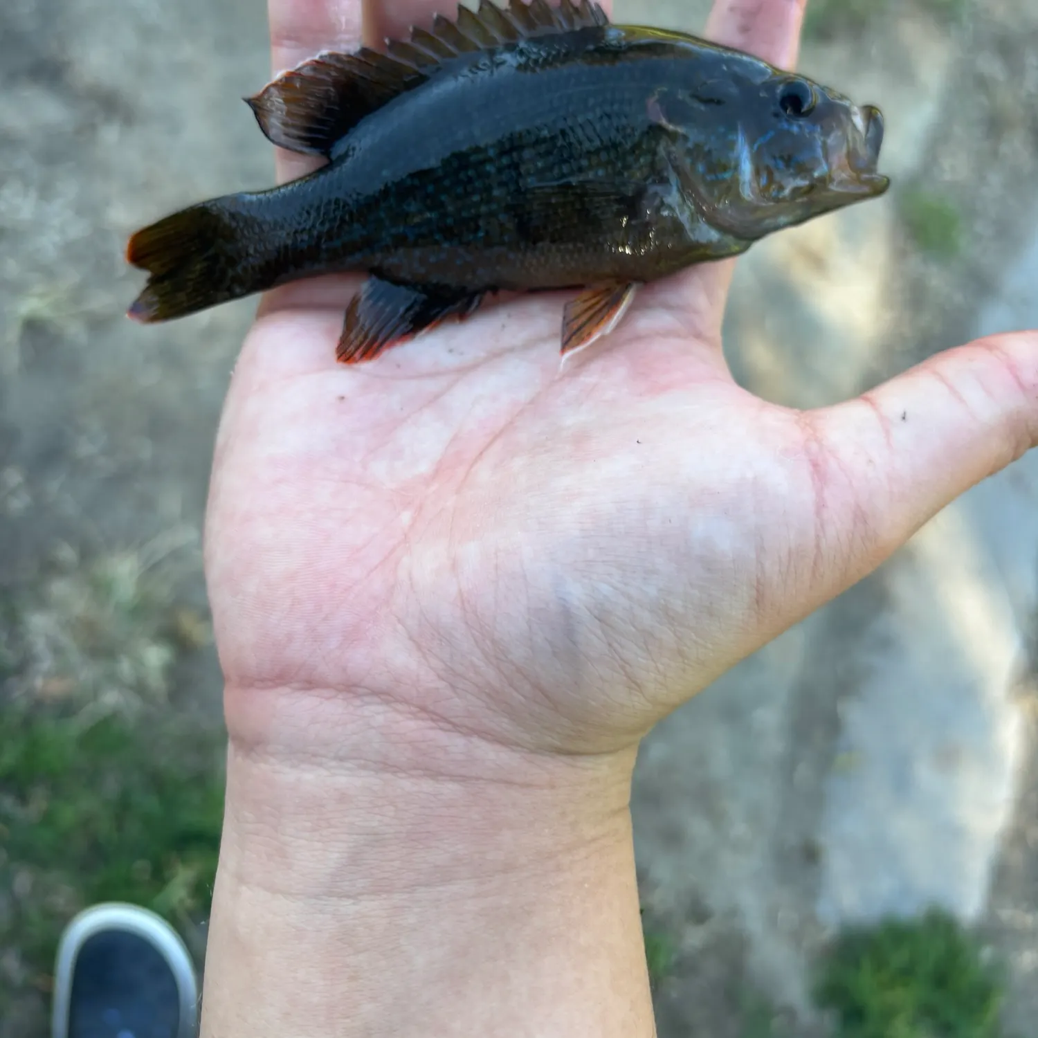 Green sunfish caught on Fishbrain