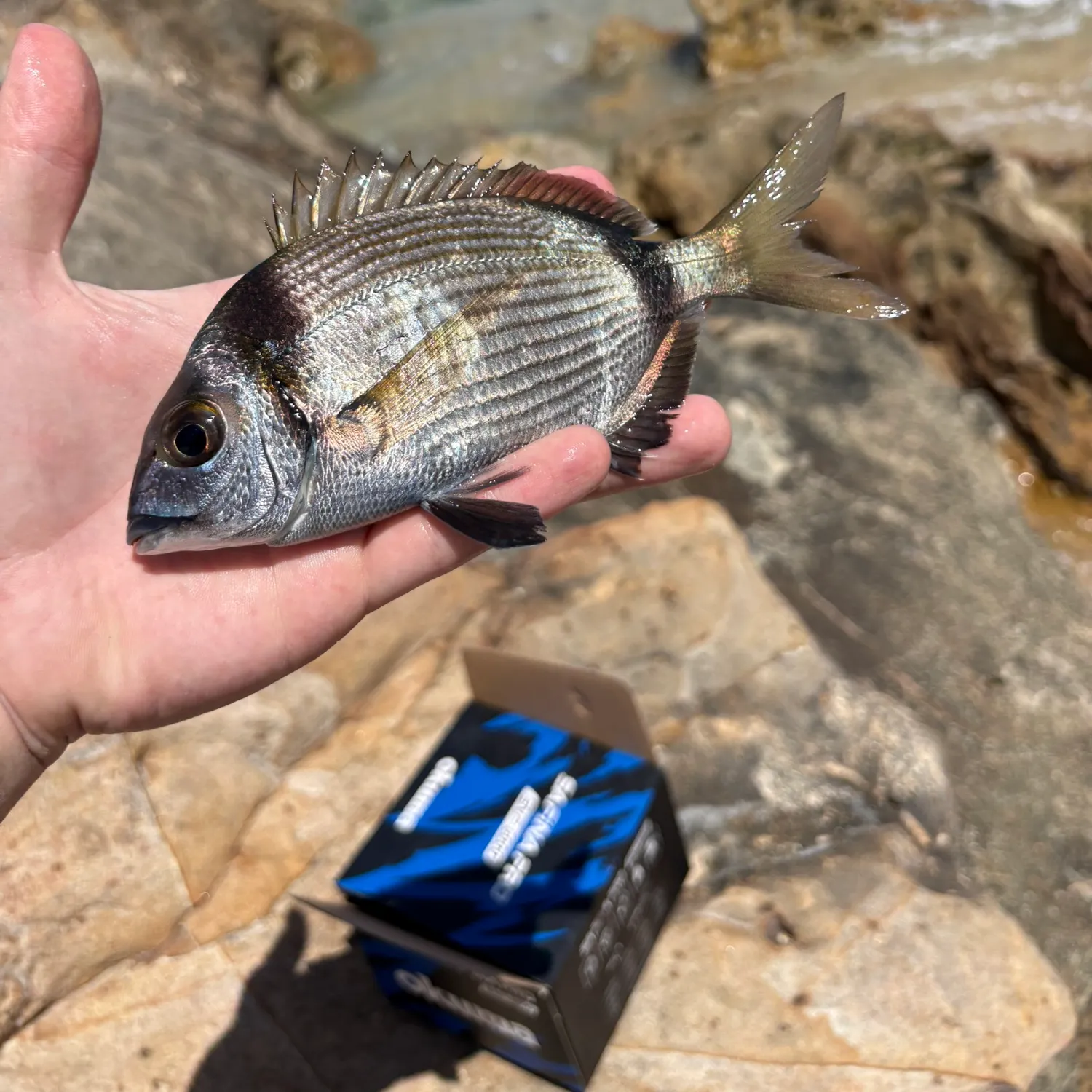 The most recent Common two-banded seabream catches on Fishbrain