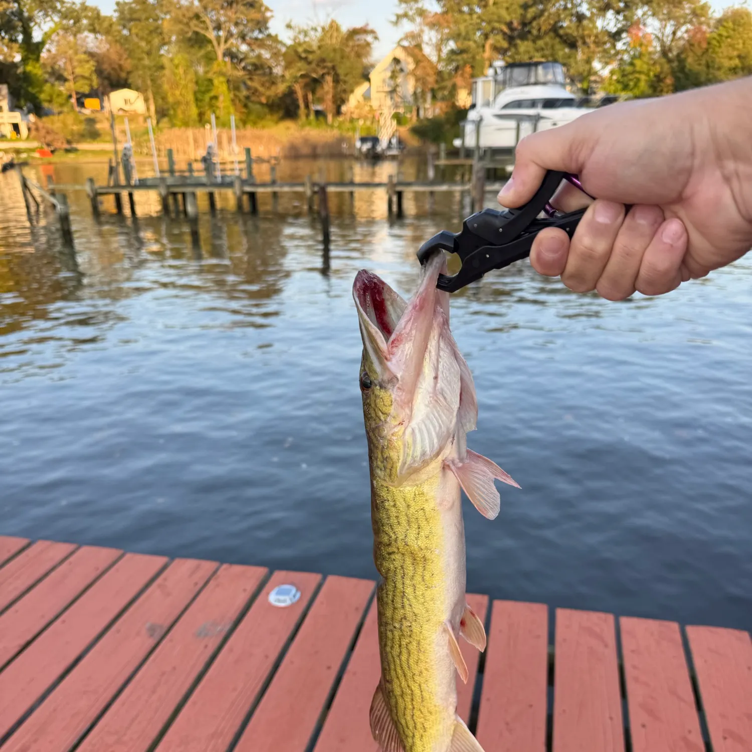Chain pickerel caught on Fishbrain