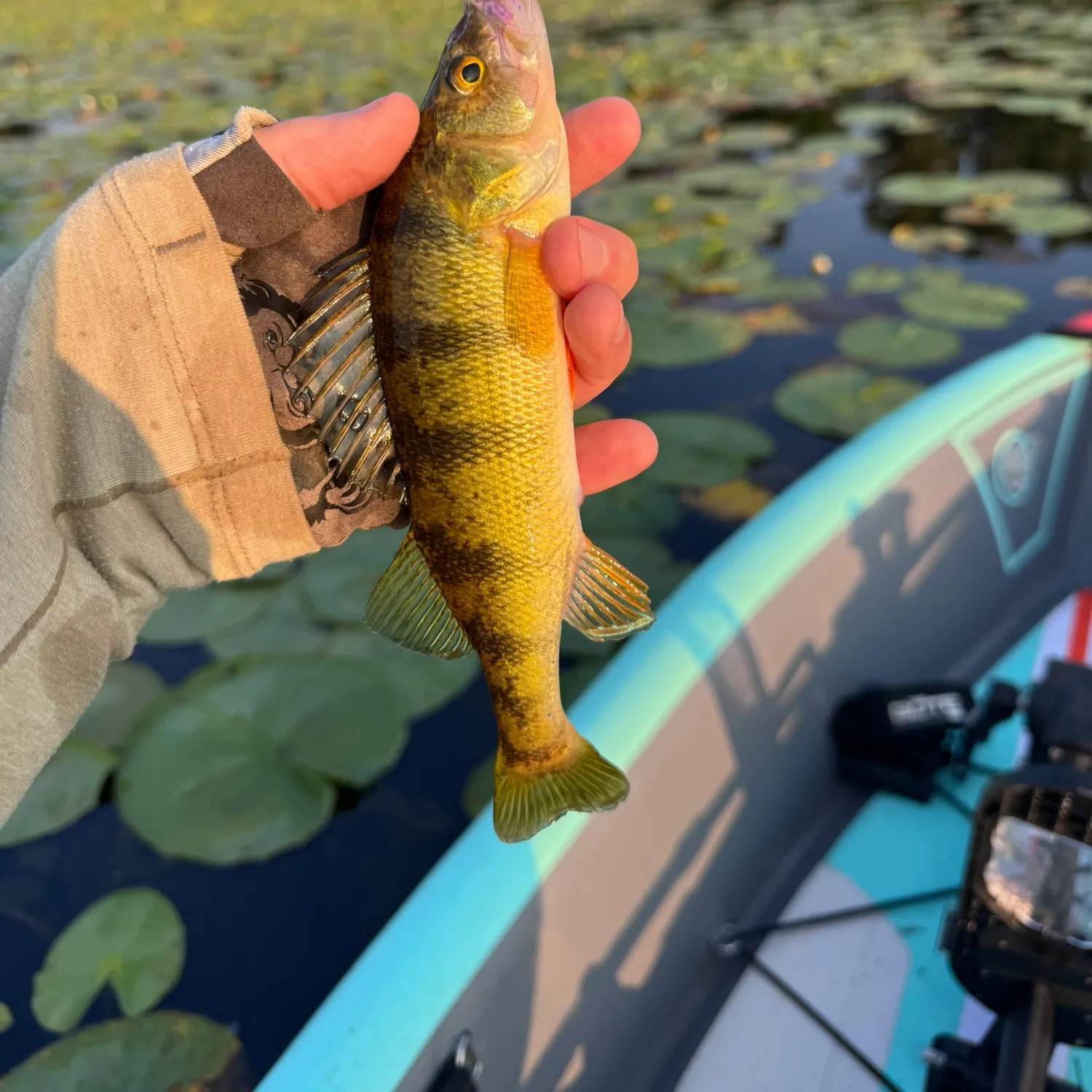 Yellow perch caught on Fishbrain