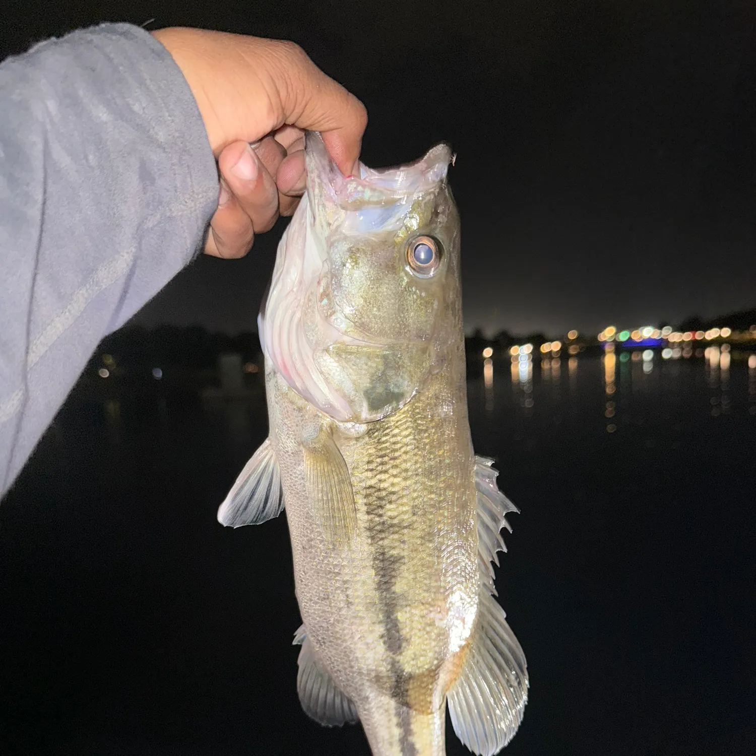 Spotted bass caught on Fishbrain