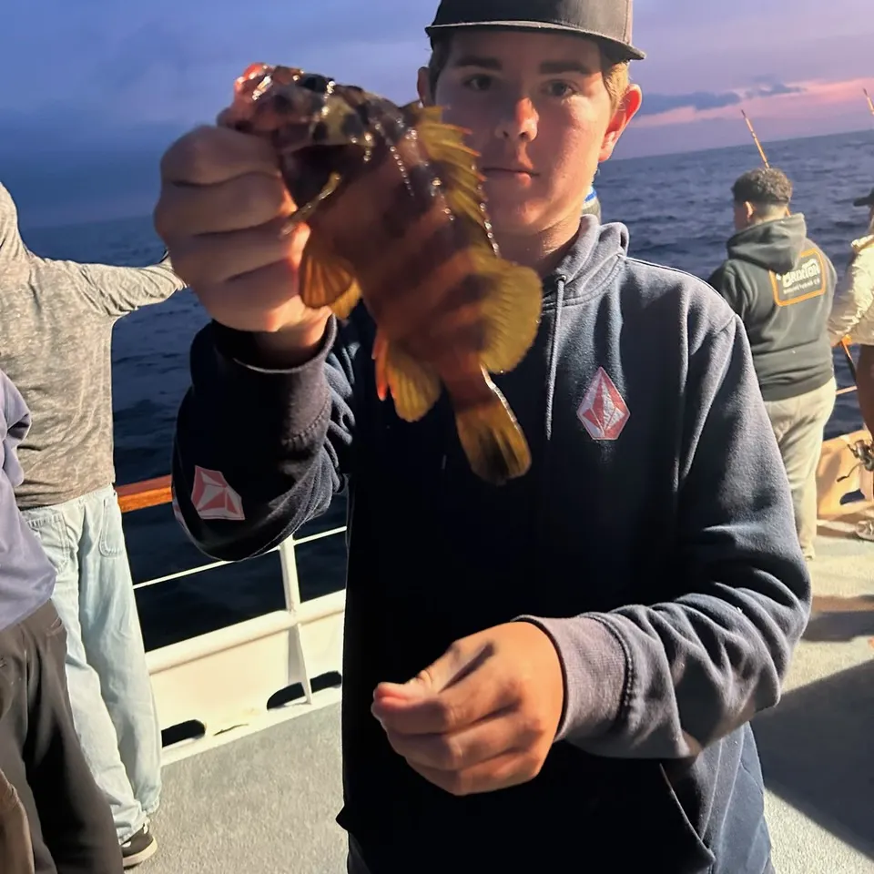 The most recent Treefish catches on Fishbrain