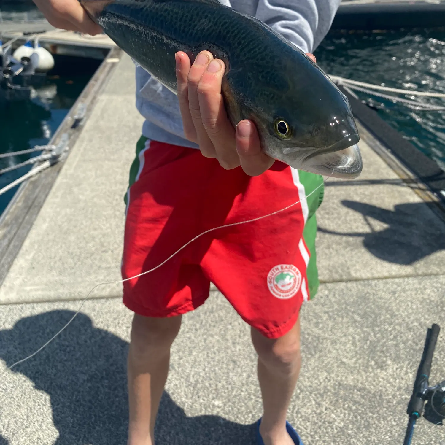 The most recent Eastern Australian salmon catches on Fishbrain