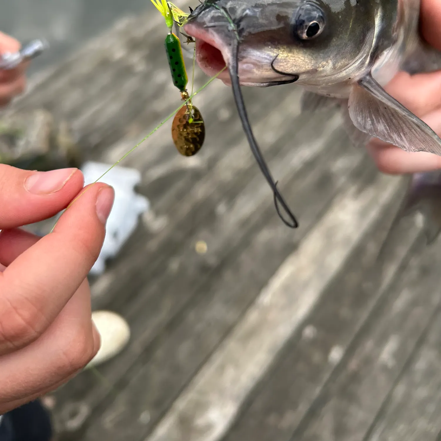 recently logged catches