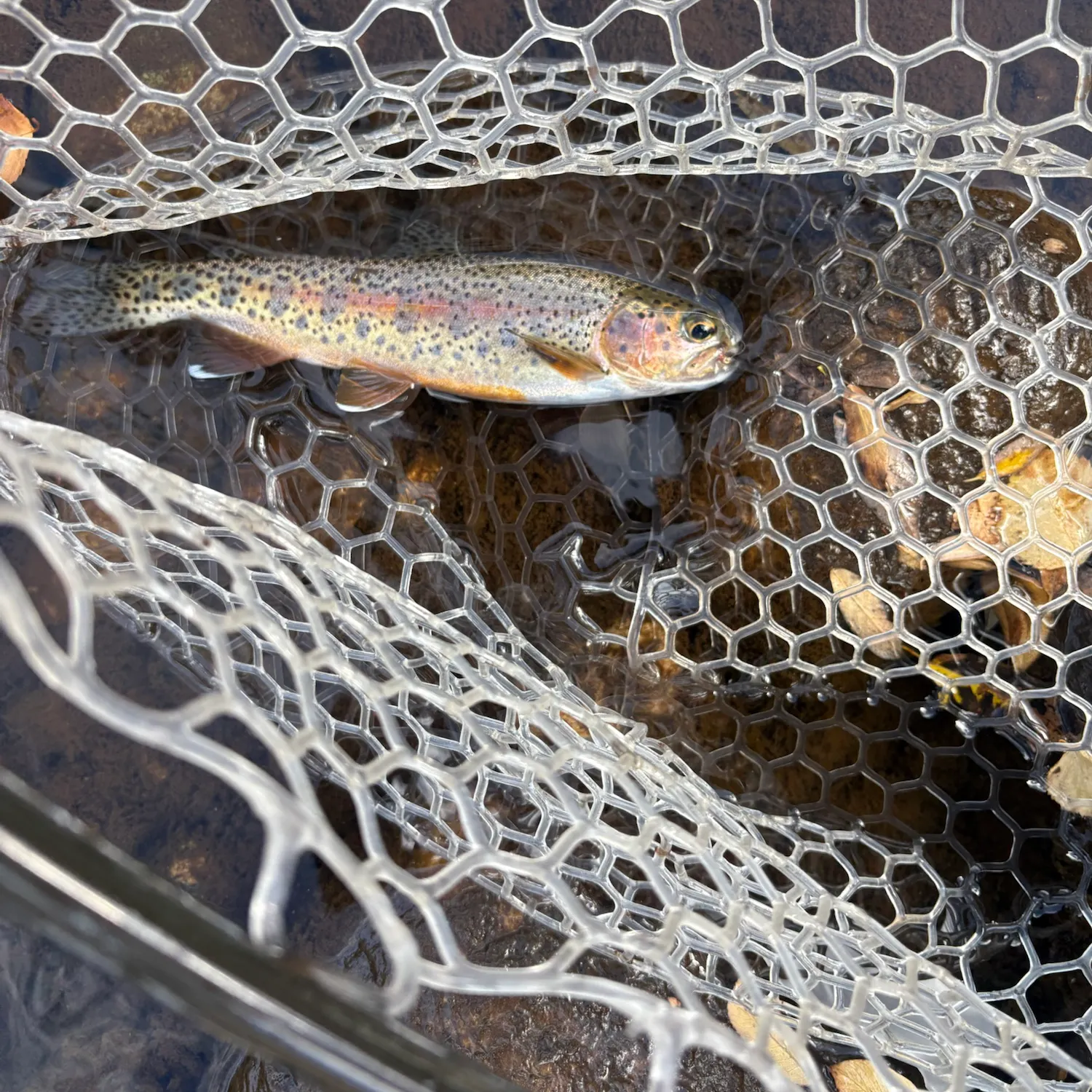 Rainbow trout caught on Fishbrain