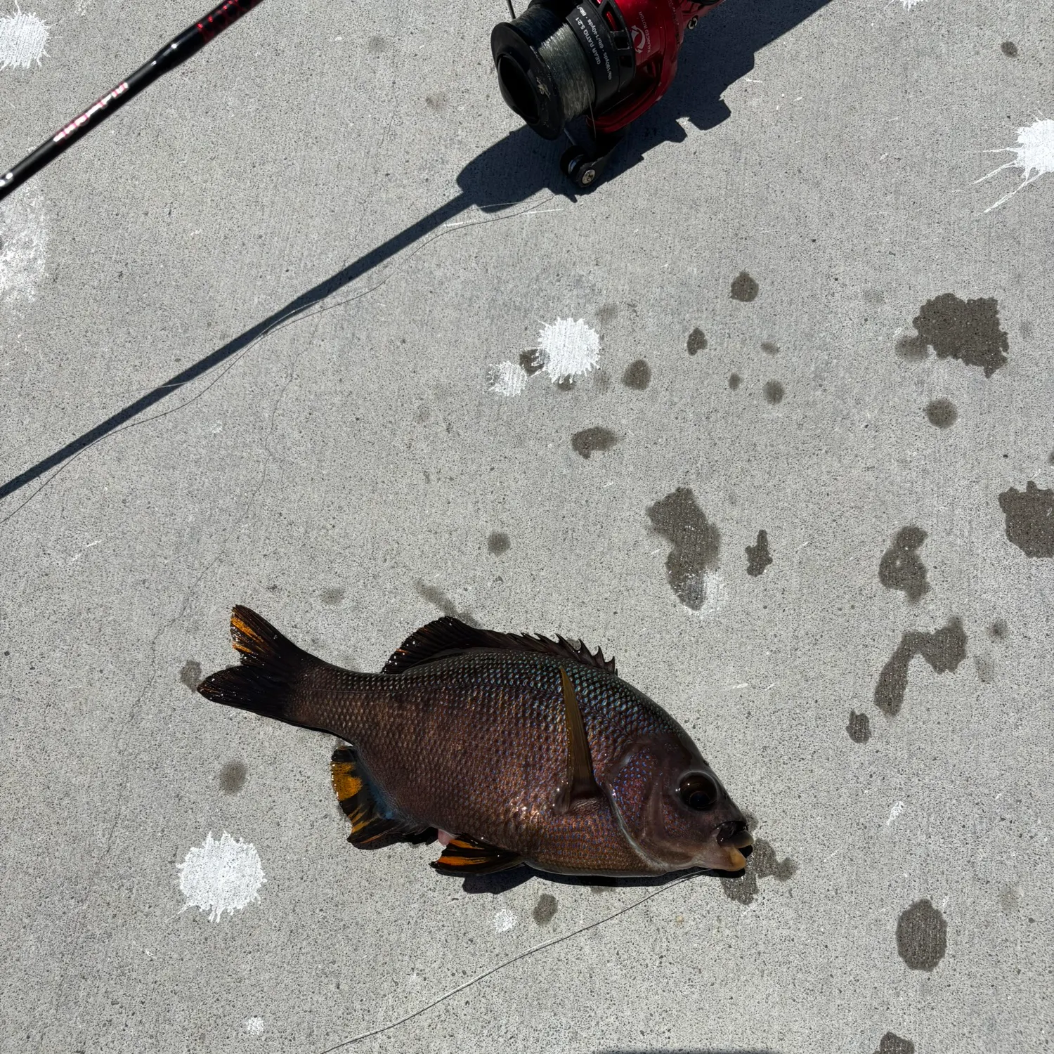 The most recent Black perch catches on Fishbrain