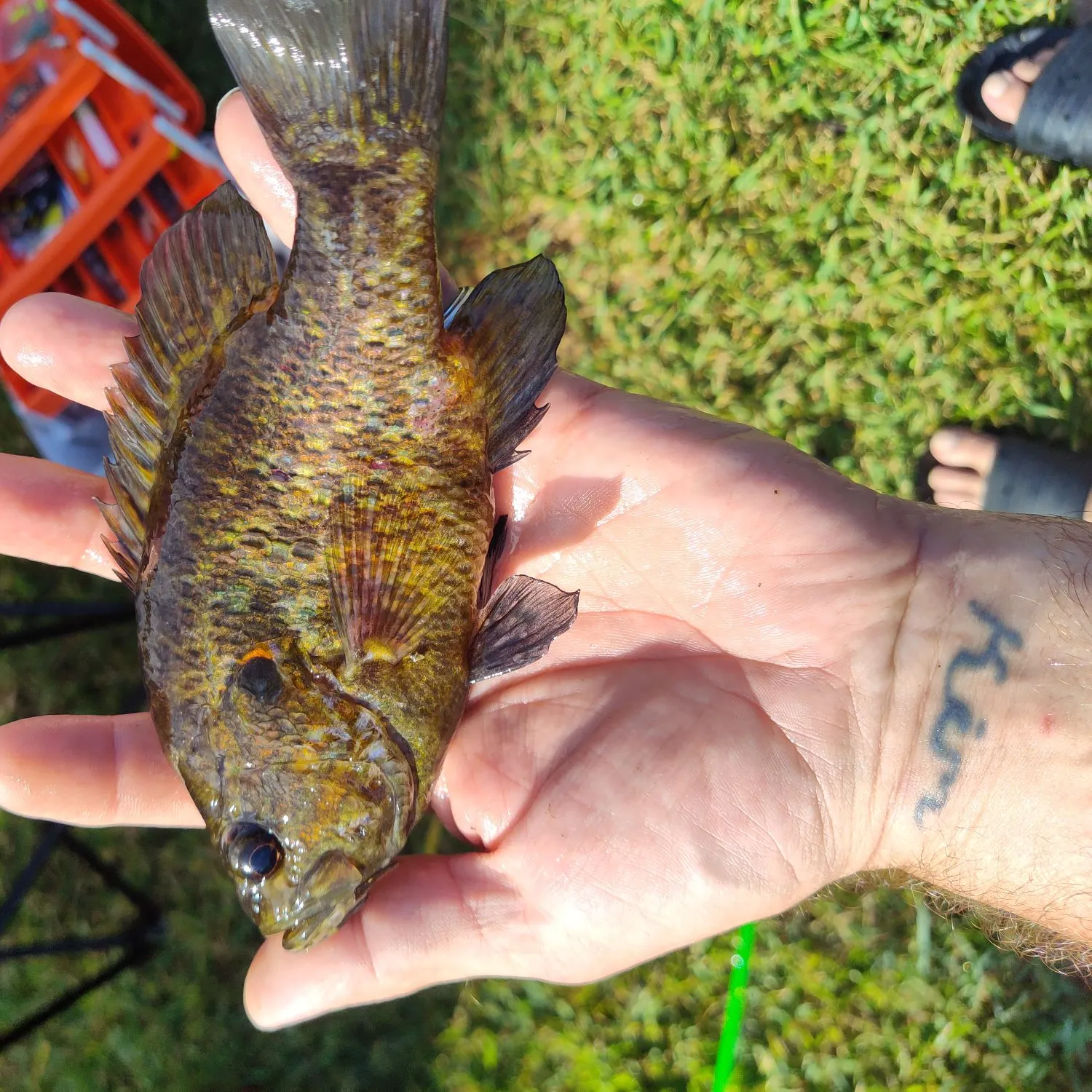 The most recent Warmouth catches on Fishbrain