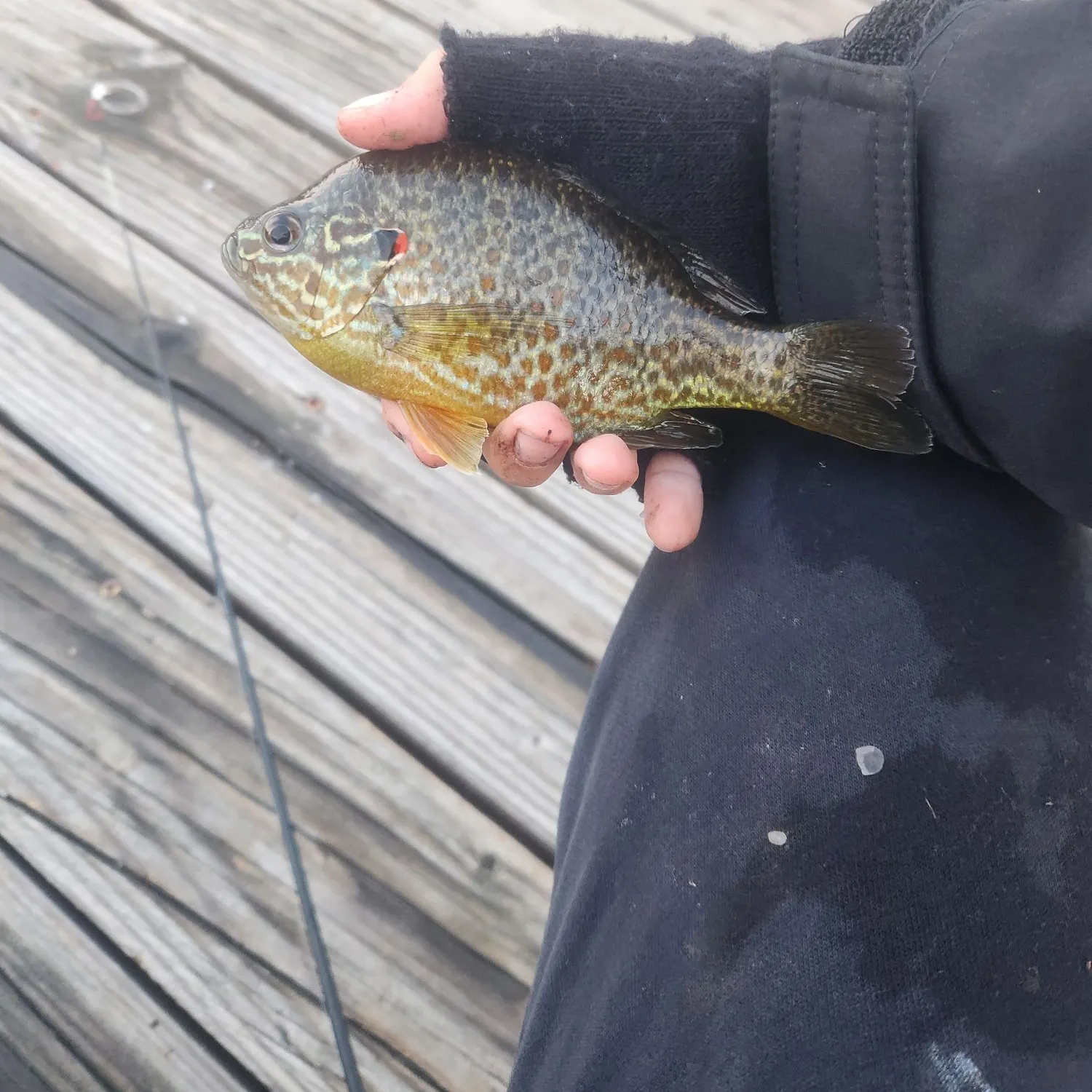 Pumpkinseed caught on Fishbrain