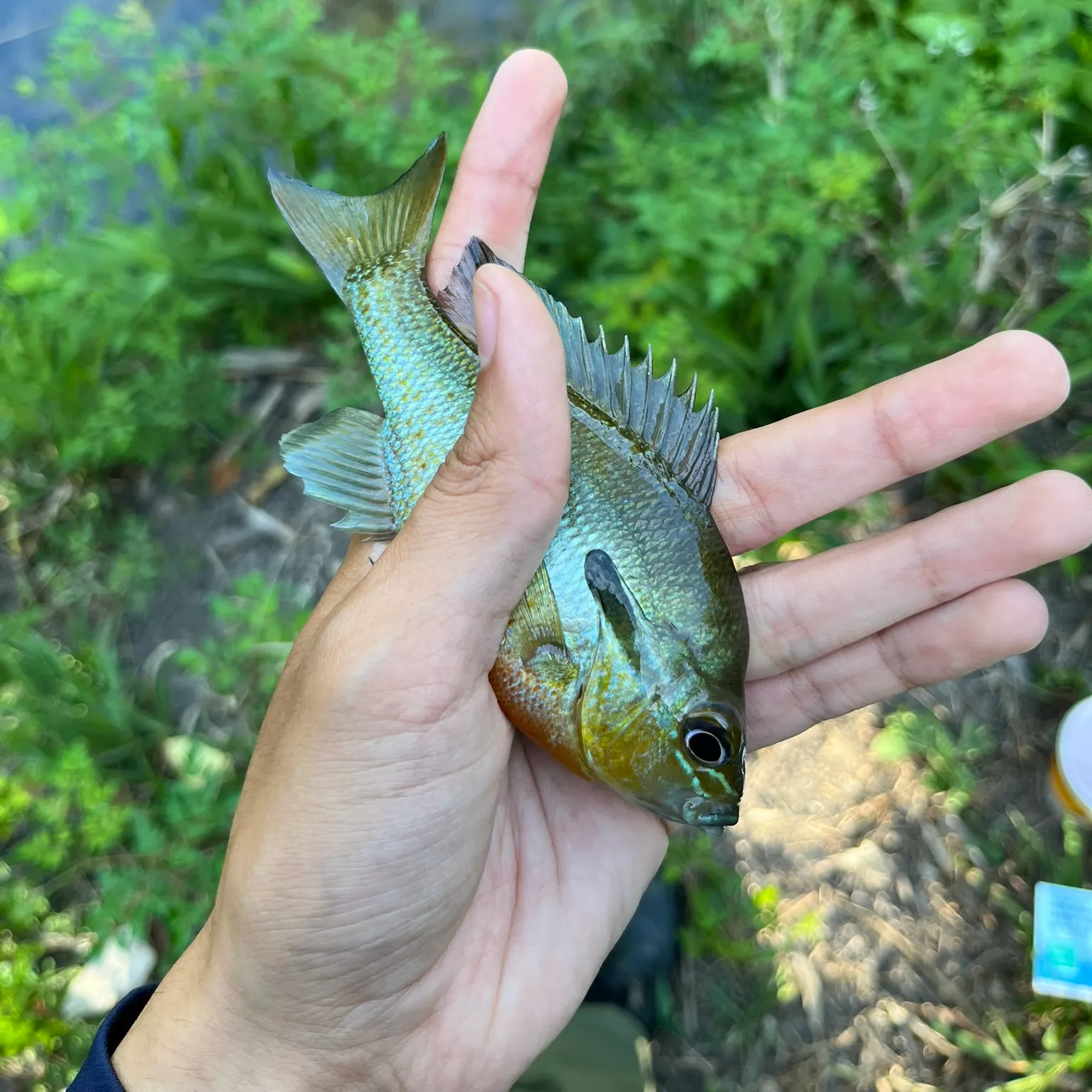 The most recent Redbreast sunfish catches on Fishbrain