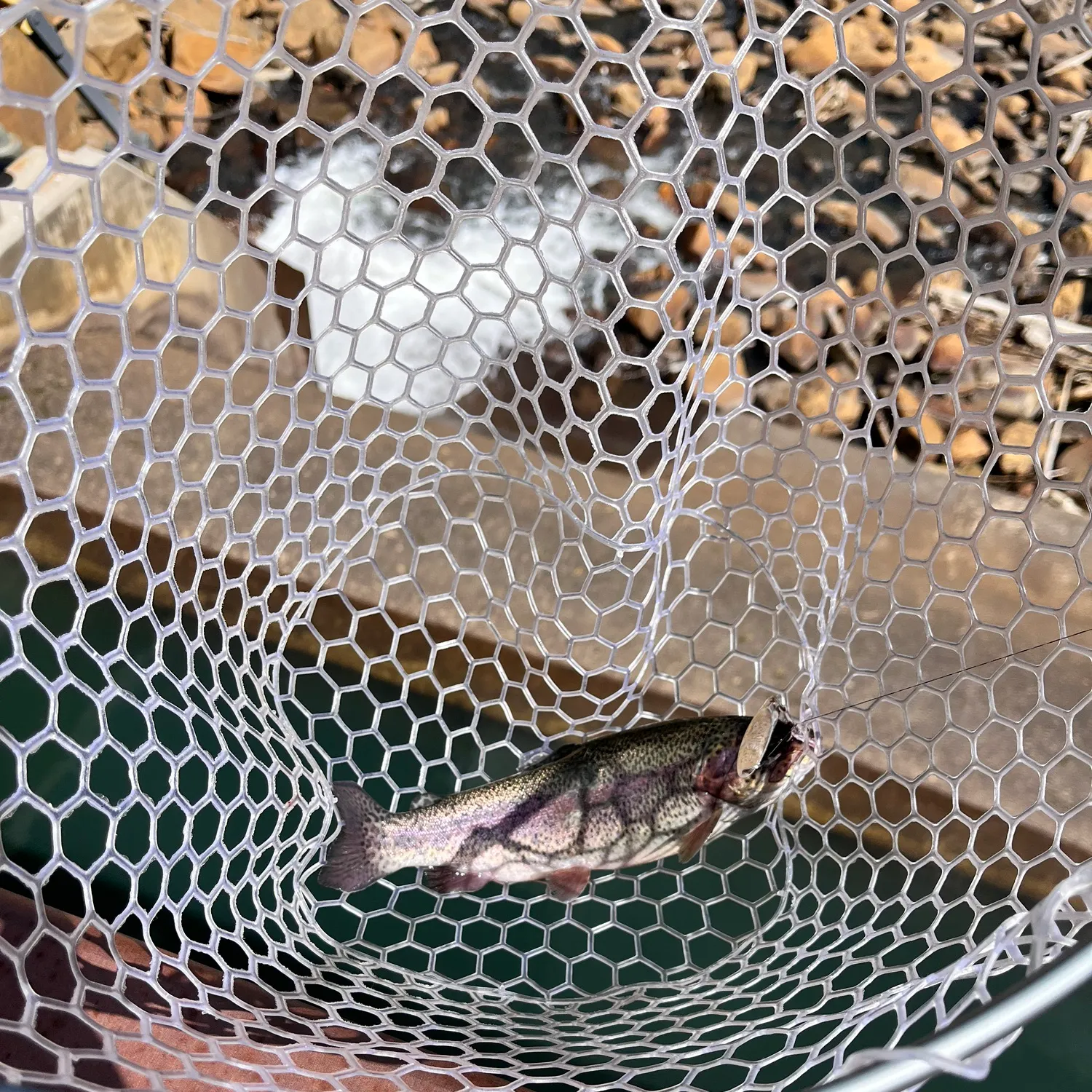 Rainbow trout caught on Fishbrain