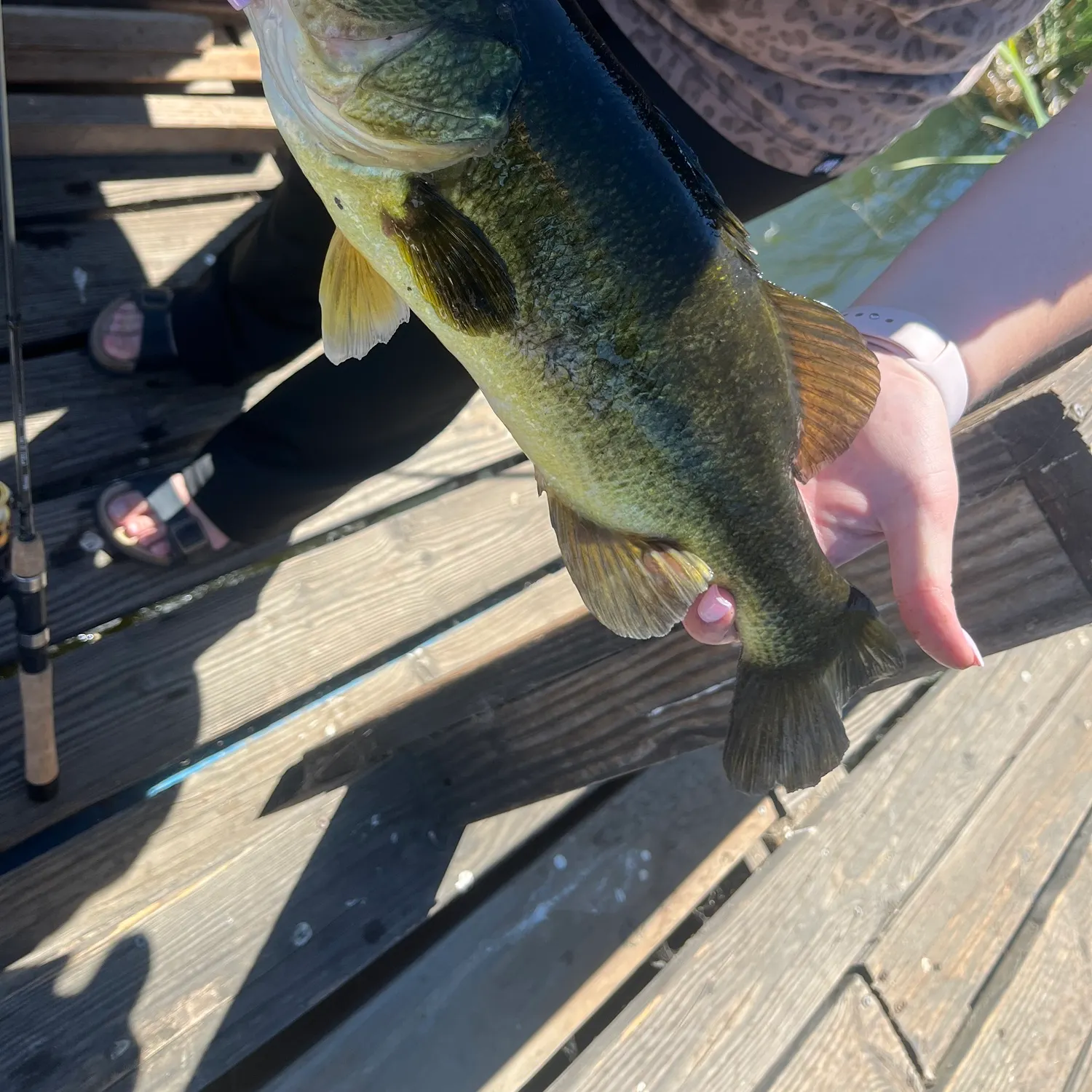 Largemouth bass caught on Fishbrain