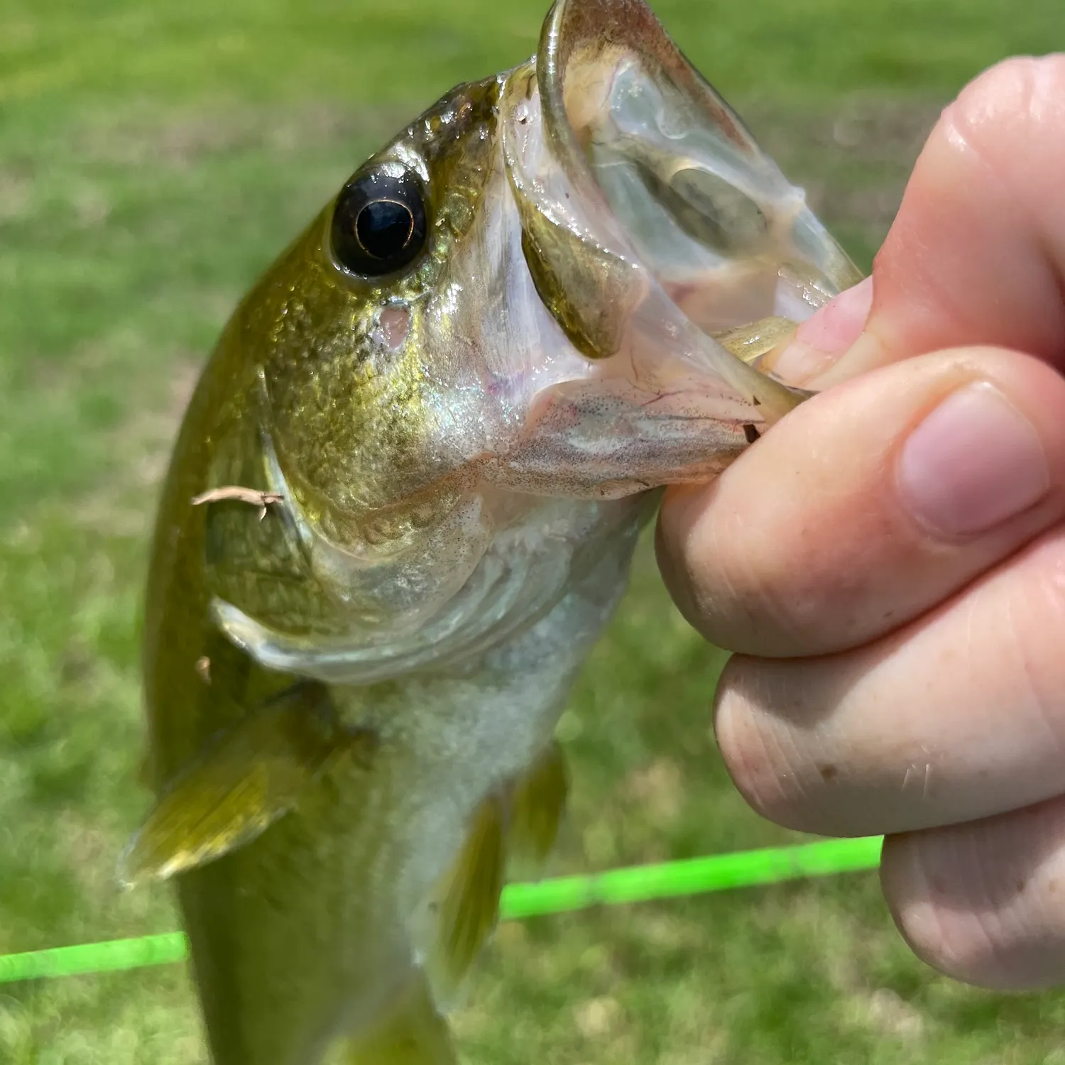 most liked catch image