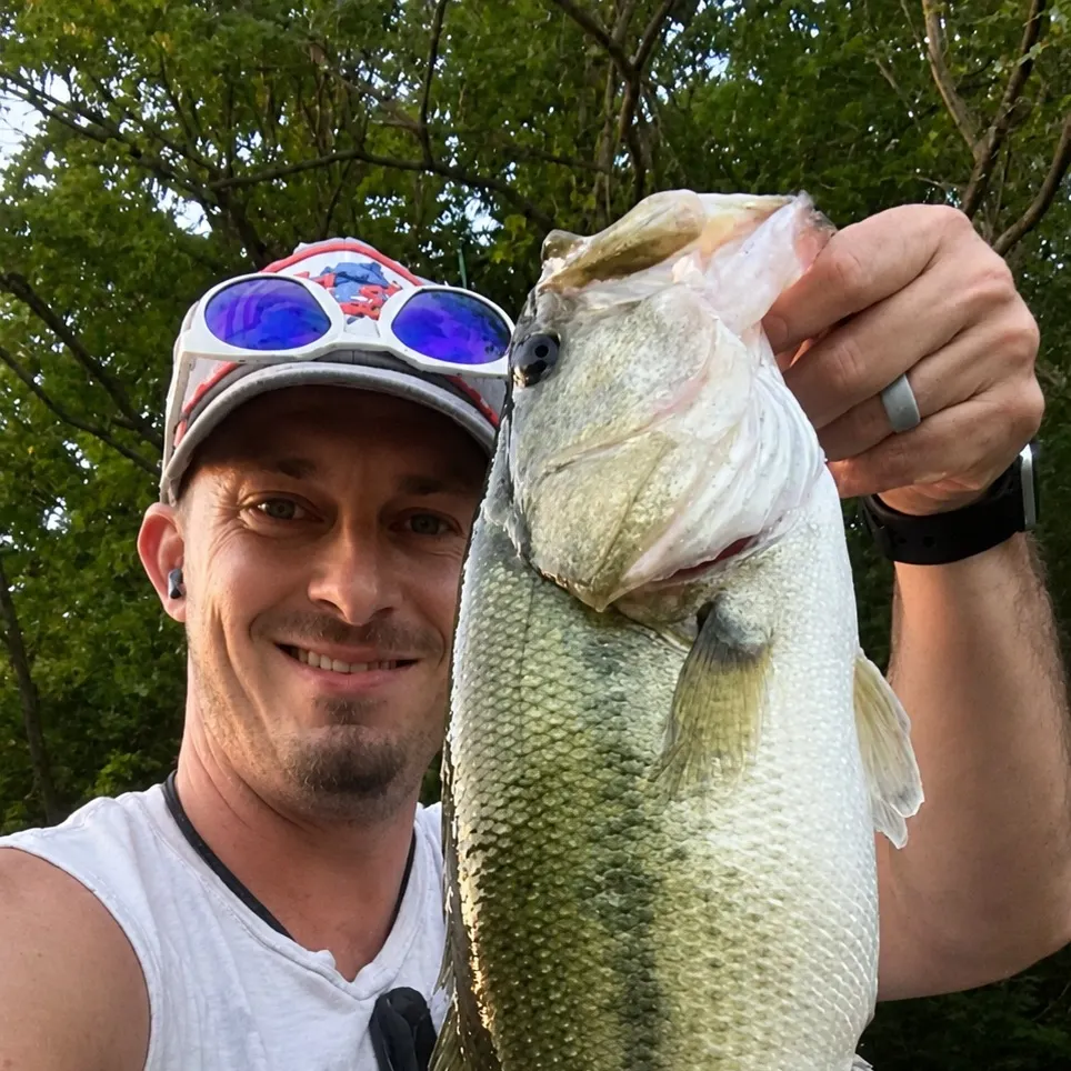 Largemouth bass caught on Fishbrain