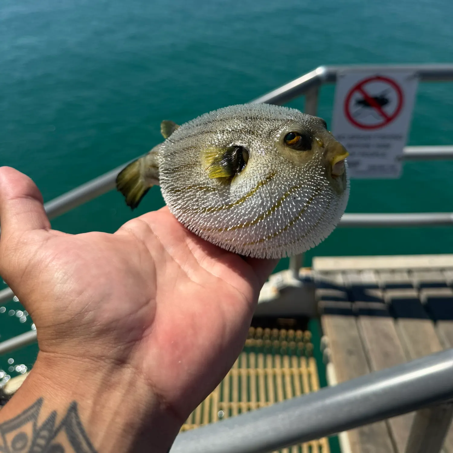 The most recent Narrow-lined puffer catches on Fishbrain