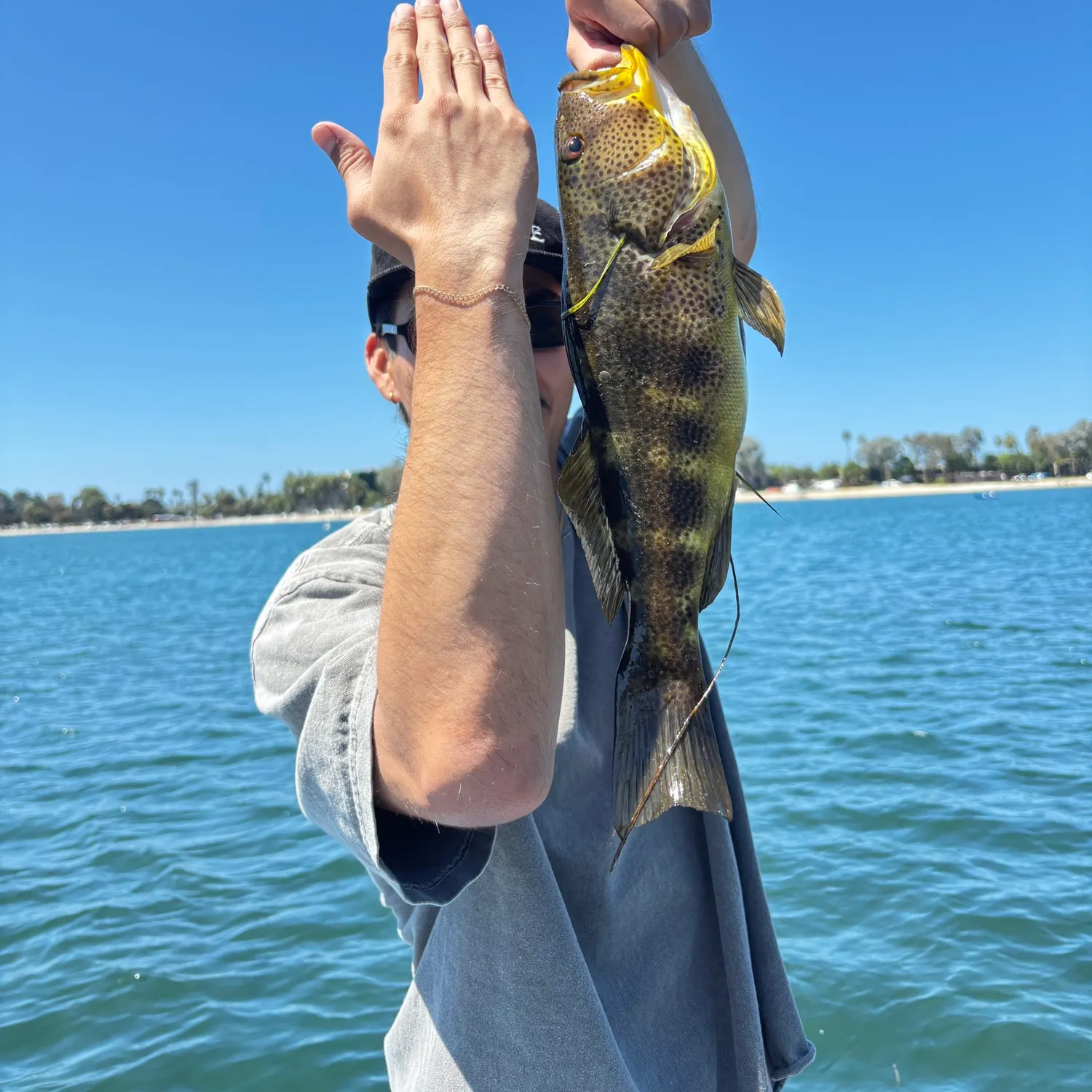 Spotted sand bass caught on Fishbrain