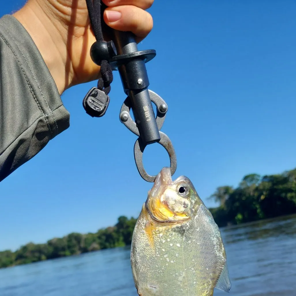 most liked catch image