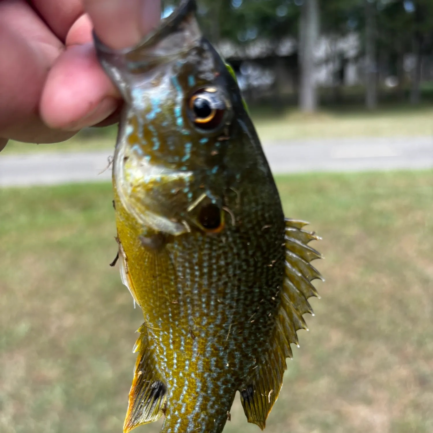 Green sunfish caught on Fishbrain