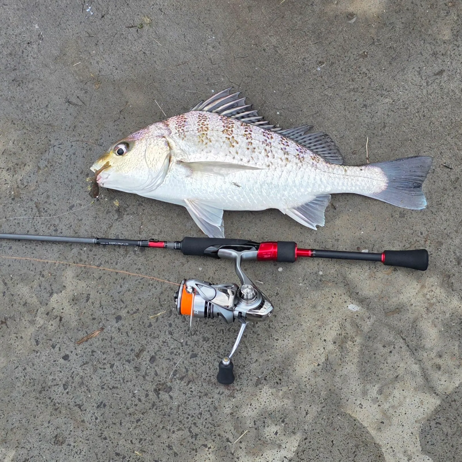 The most recent Javelin grunter catches on Fishbrain