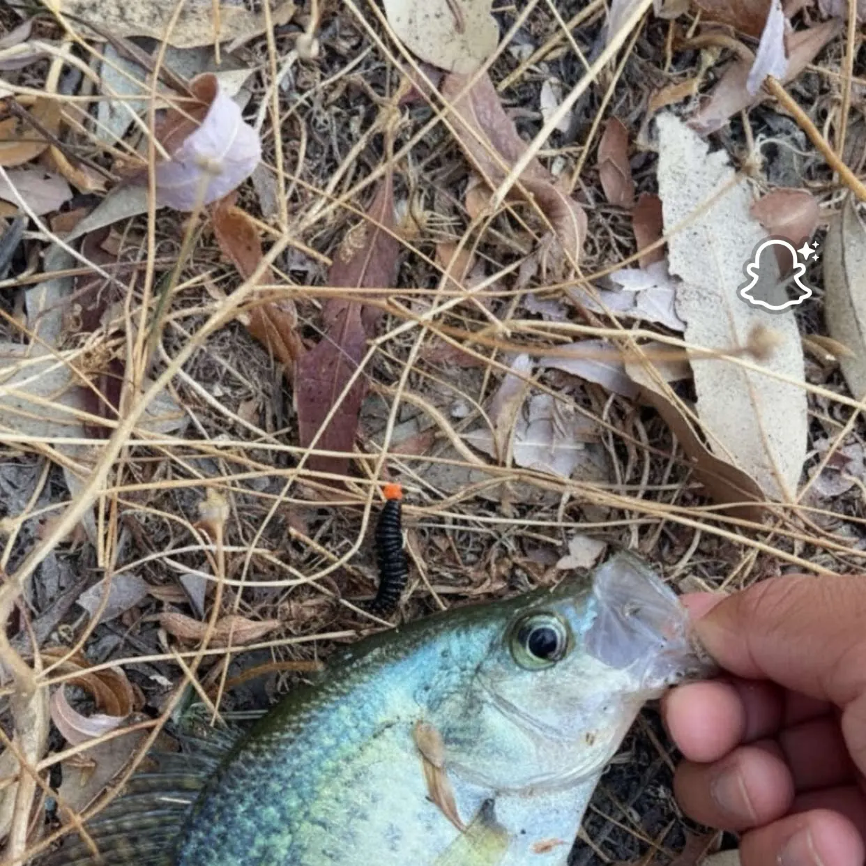 White crappie caught on Fishbrain
