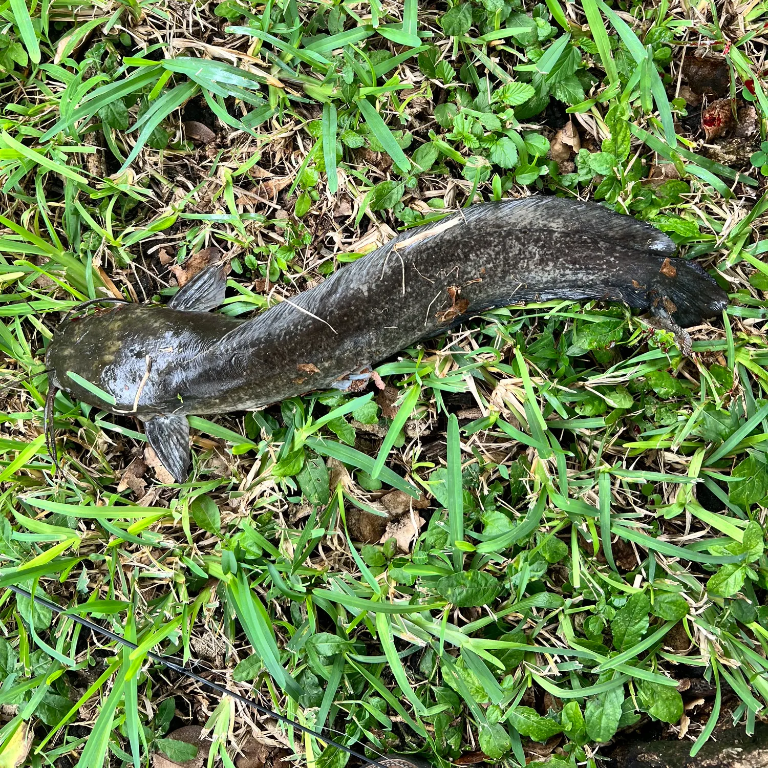 Walking catfish caught on Fishbrain