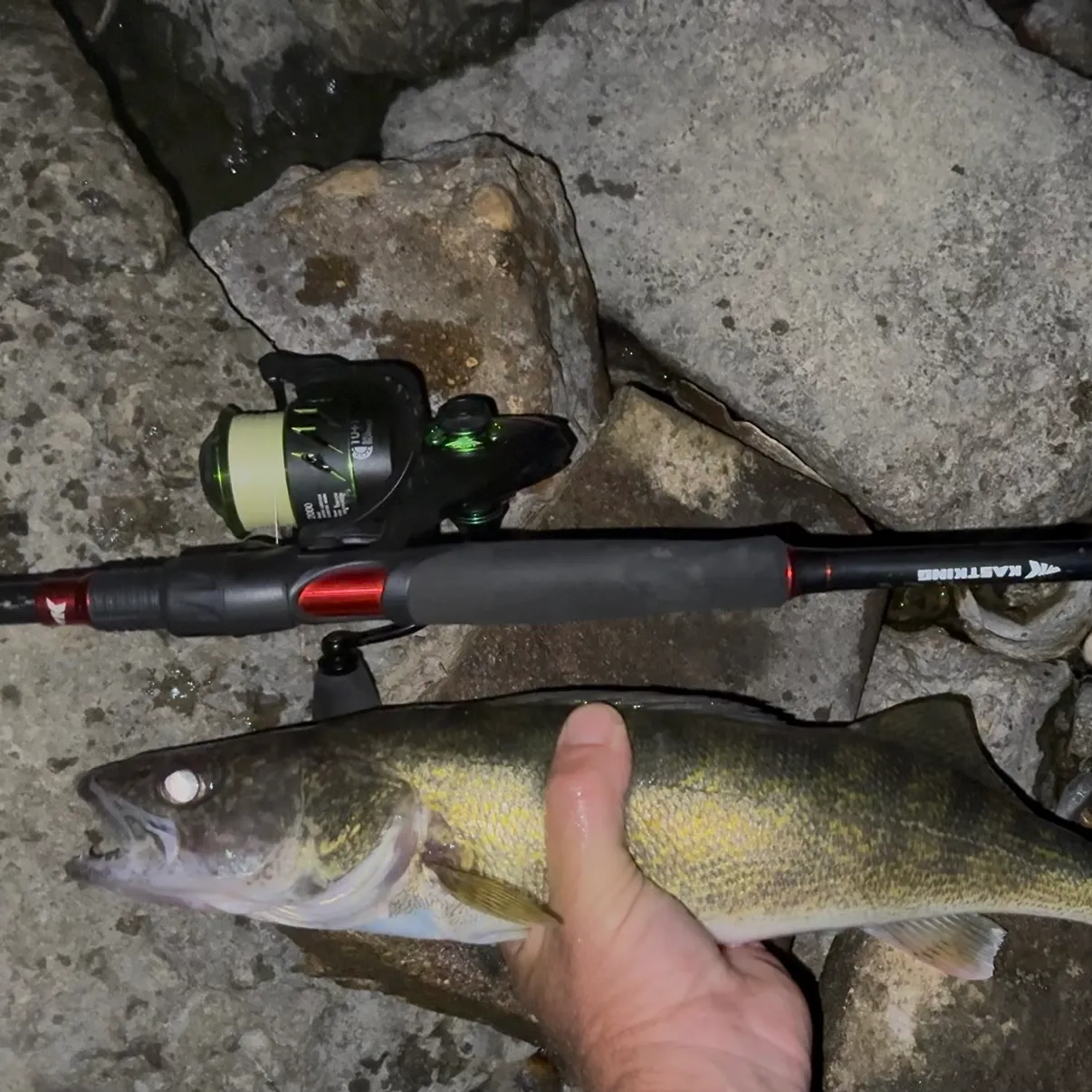 Walleye caught on Fishbrain
