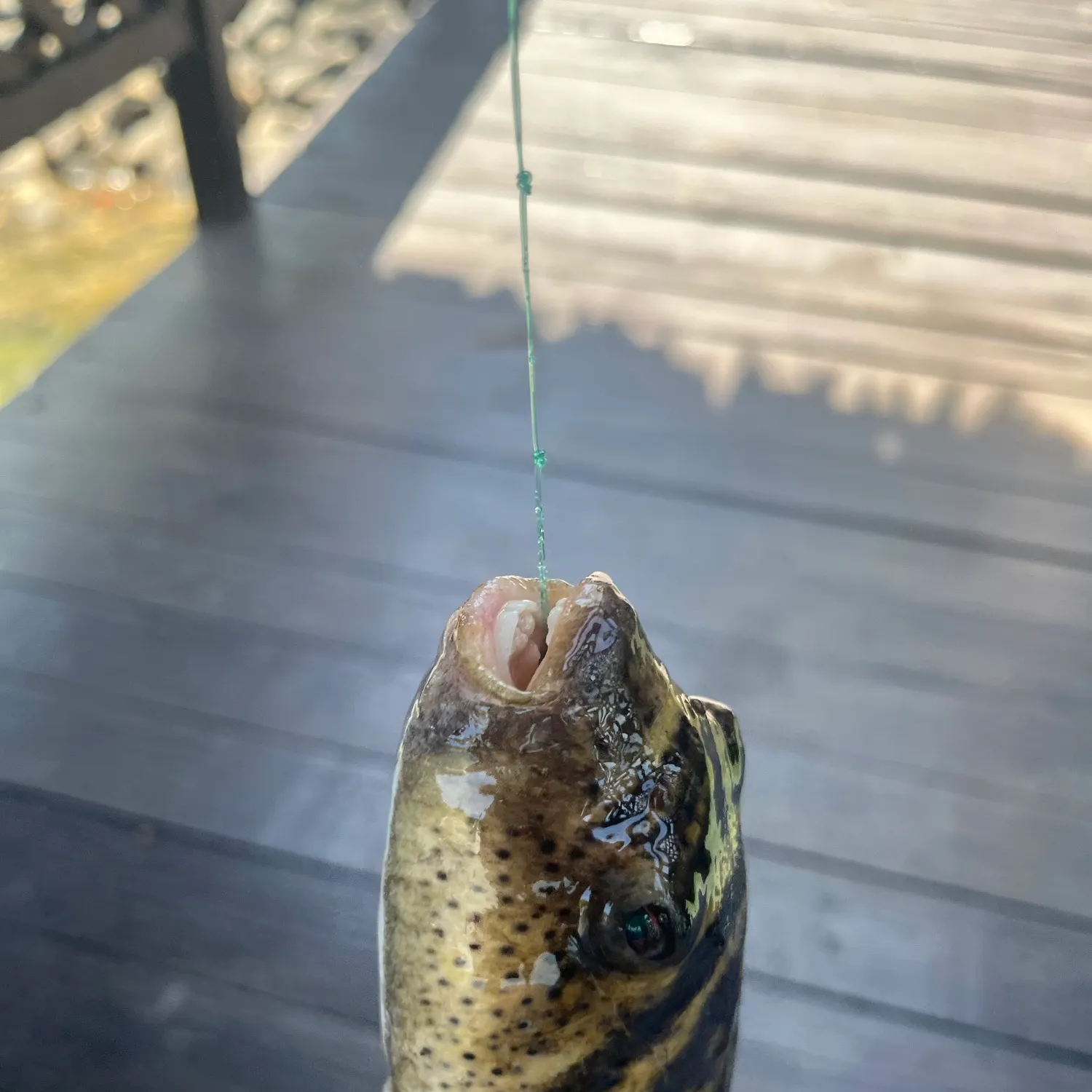 Southern puffer caught on Fishbrain