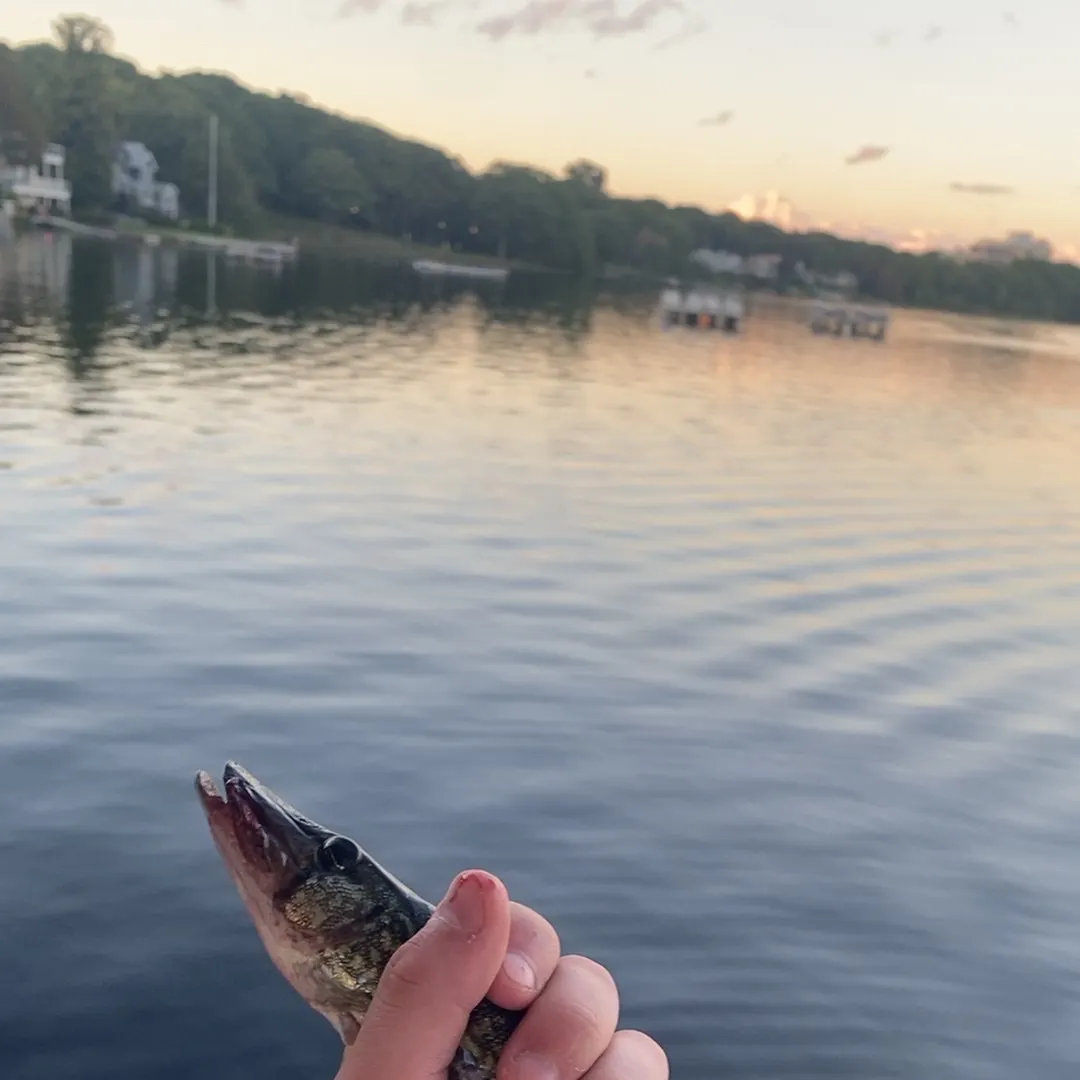 Chain pickerel caught on Fishbrain
