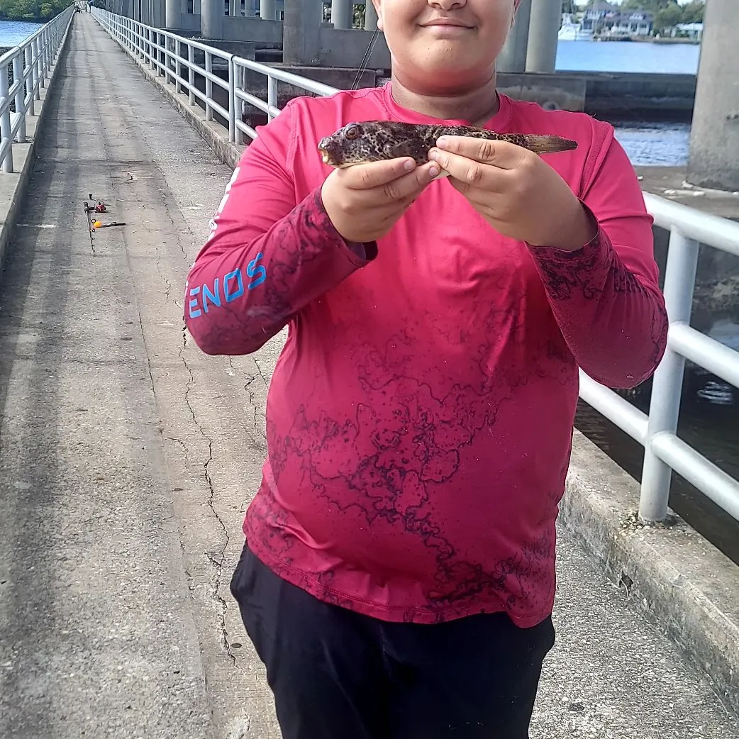 The most recent Spotted green pufferfish catches on Fishbrain