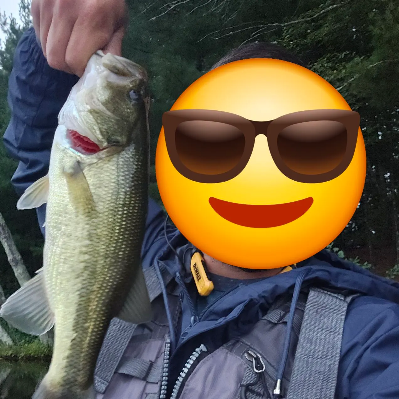 Largemouth bass caught on Fishbrain